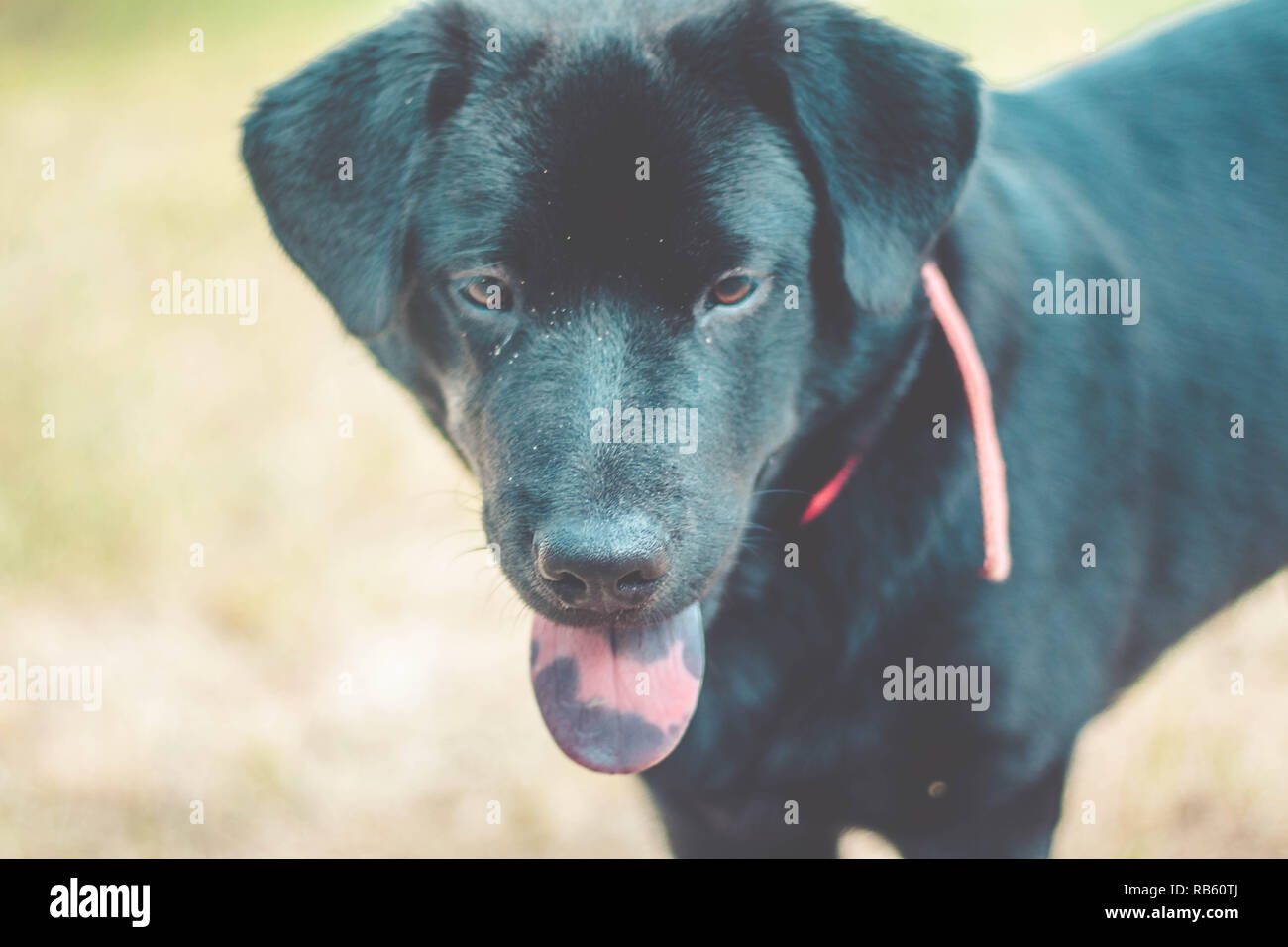 Dog with tongue out. Black labrador retriever outdoor in the garden