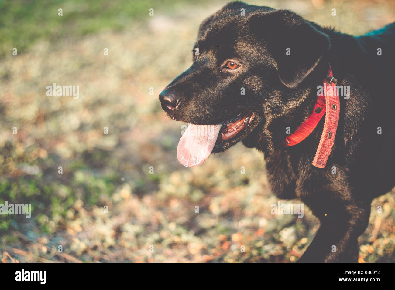 Dog with the tongue out. Beautiful black labrador retriever outside in the garden Stock Photo