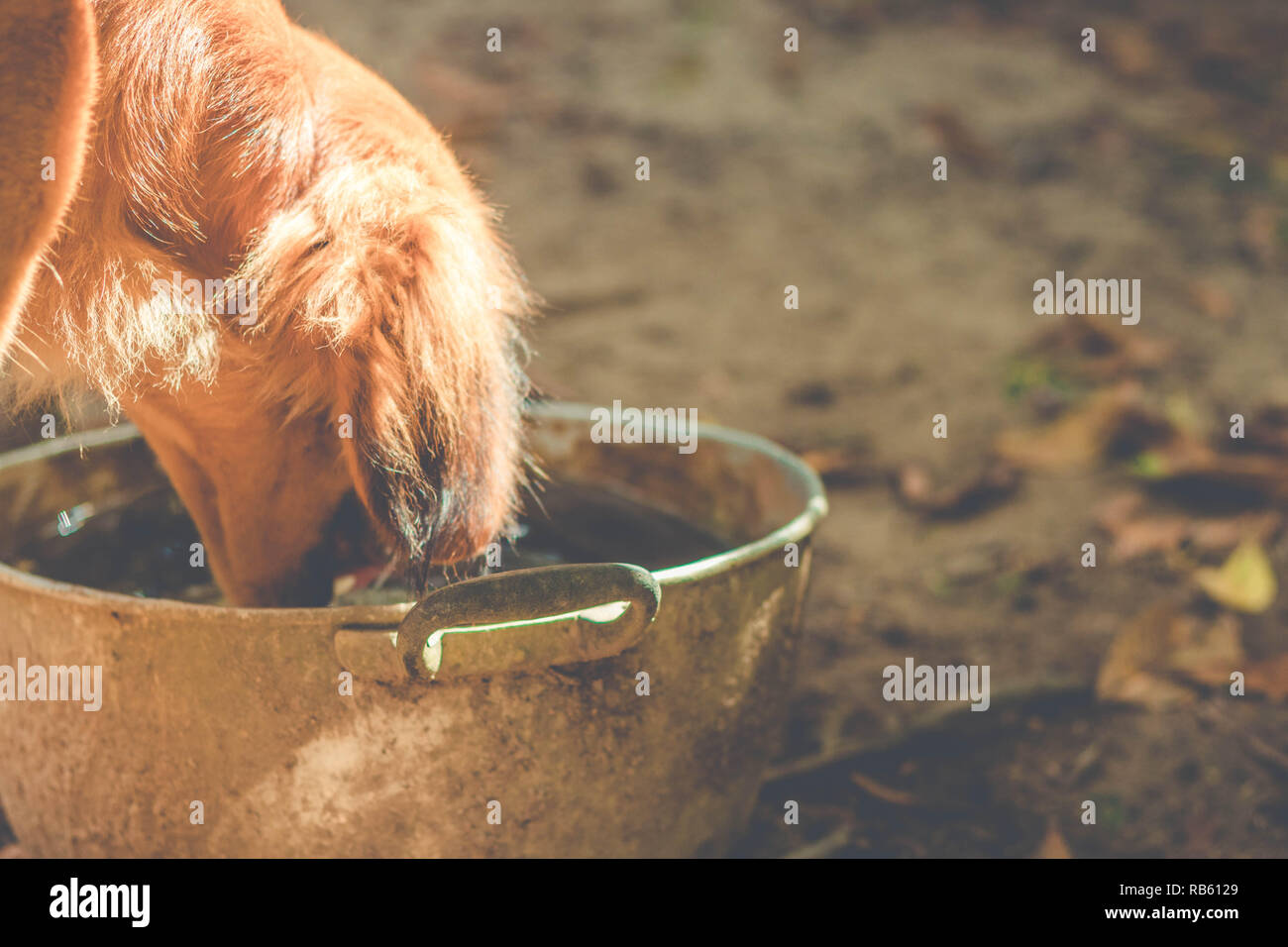 thirsty dog drinking water from bowl on a farm Stock Photo