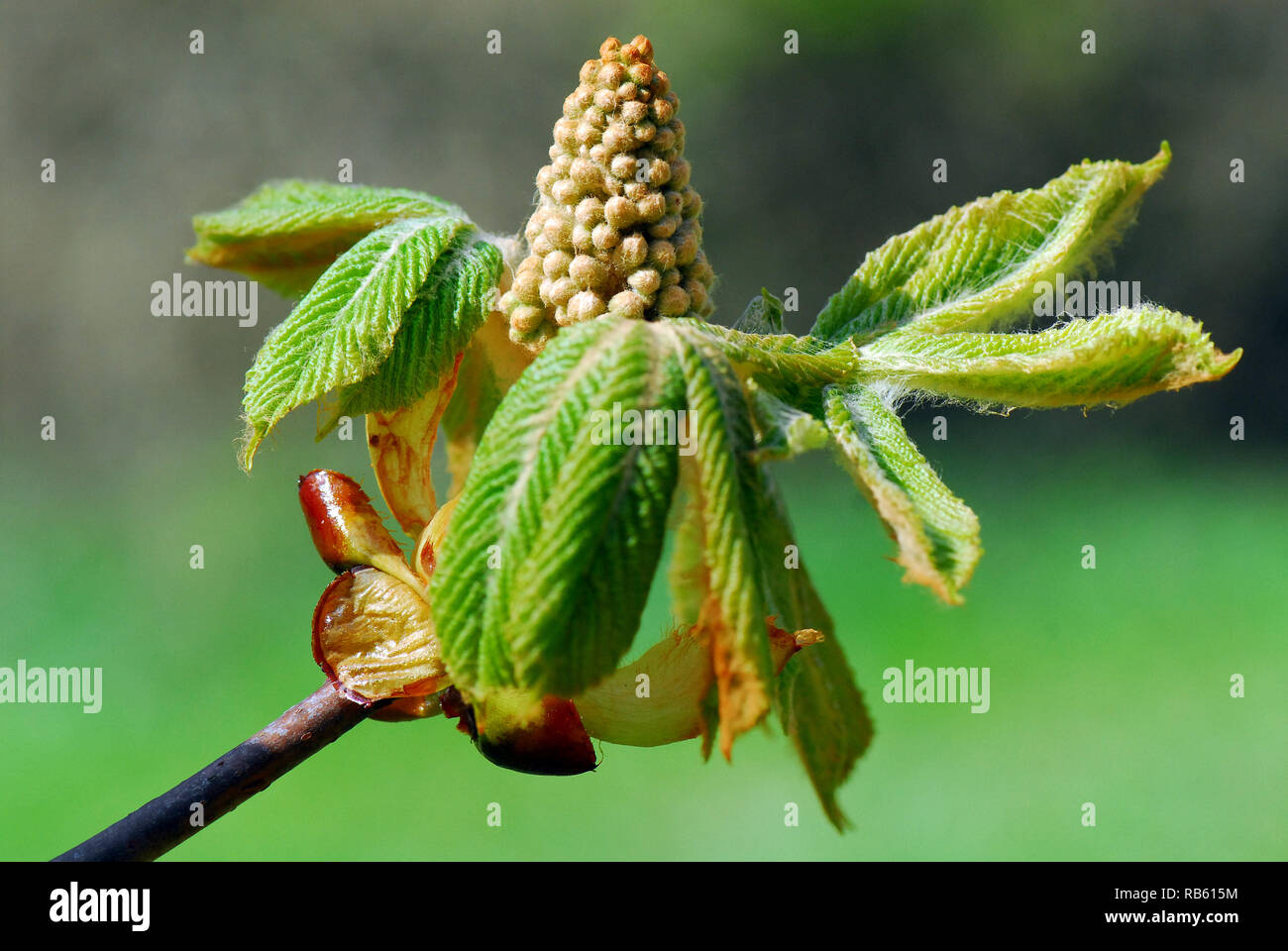 Horse-chestnut, Gewöhnliche Rosskastanie auch Gemeine Rosskastanie oder Weiße Rosskastanie, vadgesztenye, Aesculus hippocastanum Stock Photo