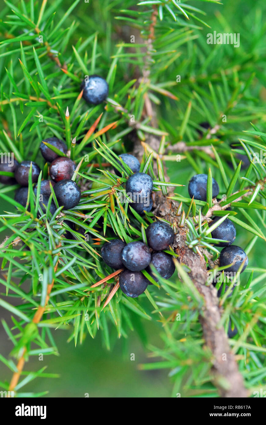 common juniper, Gemeiner Wacholder, Heide-Wacholder, közönséges boróka, Juniperus communis, Hungary, Magyarország, Europe Stock Photo
