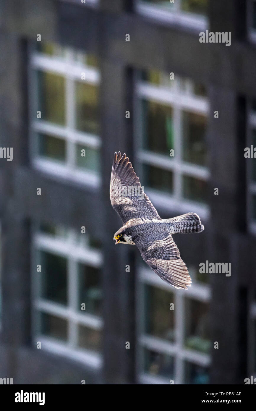 Peregrine falcon (Falco peregrinus) , female, breeding in nesting box on ABN-AMRO building in business district Zuidas, Amsterdam, The Netherlands. Stock Photo