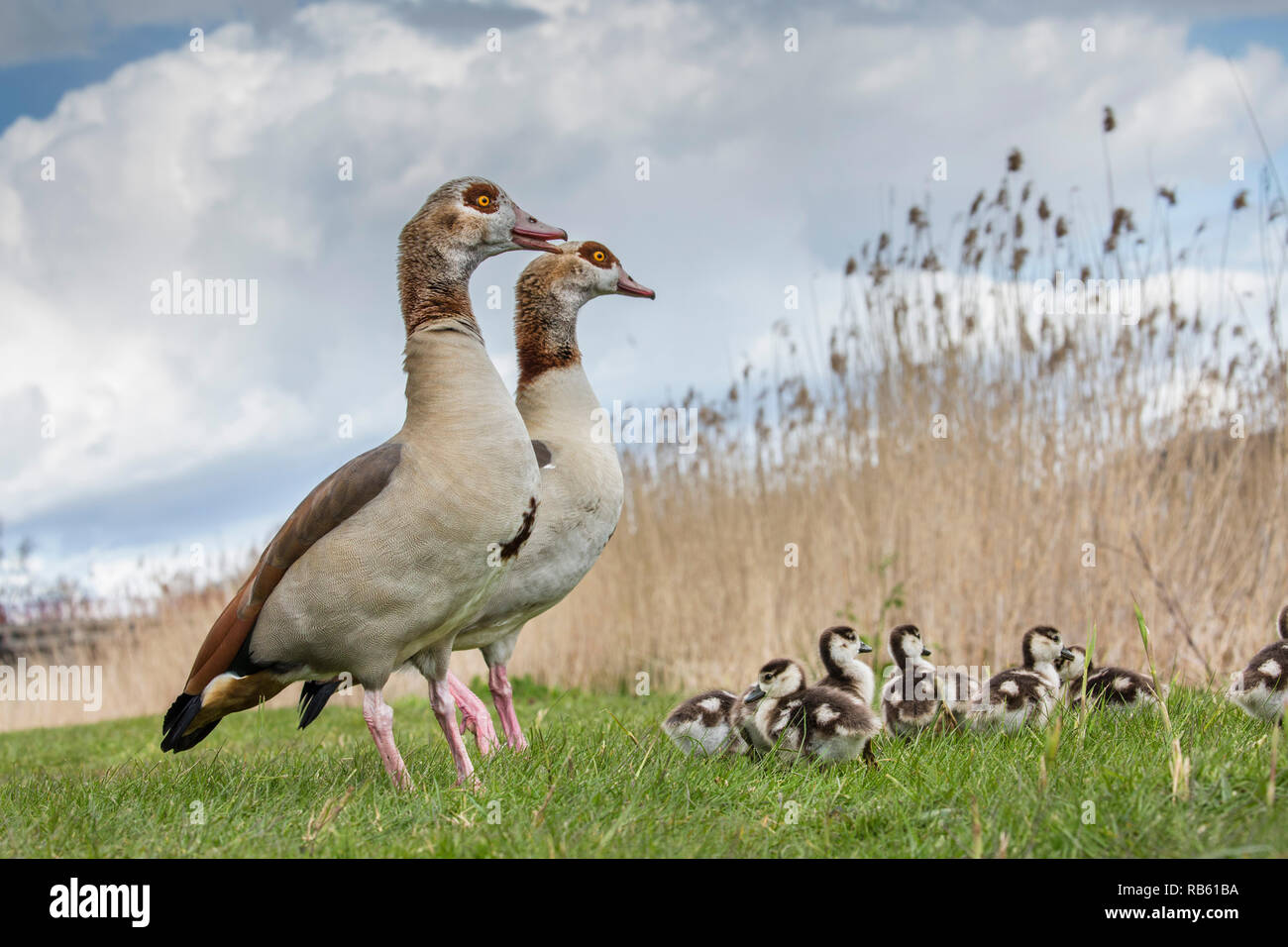 Egyptian goose alopochen aegyptiacus chick hires stock photography and