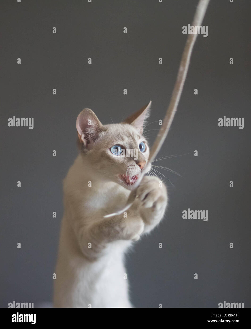 Beautiful cat playing with shoelace on a grey background. Cat playing