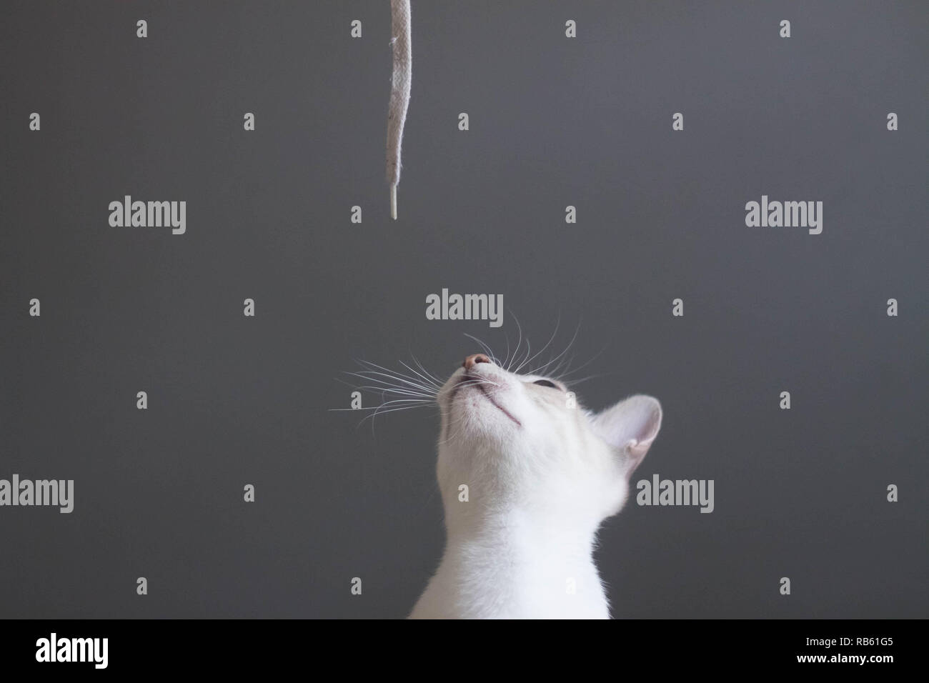 Cat looking up to a shoelace Stock Photo Alamy