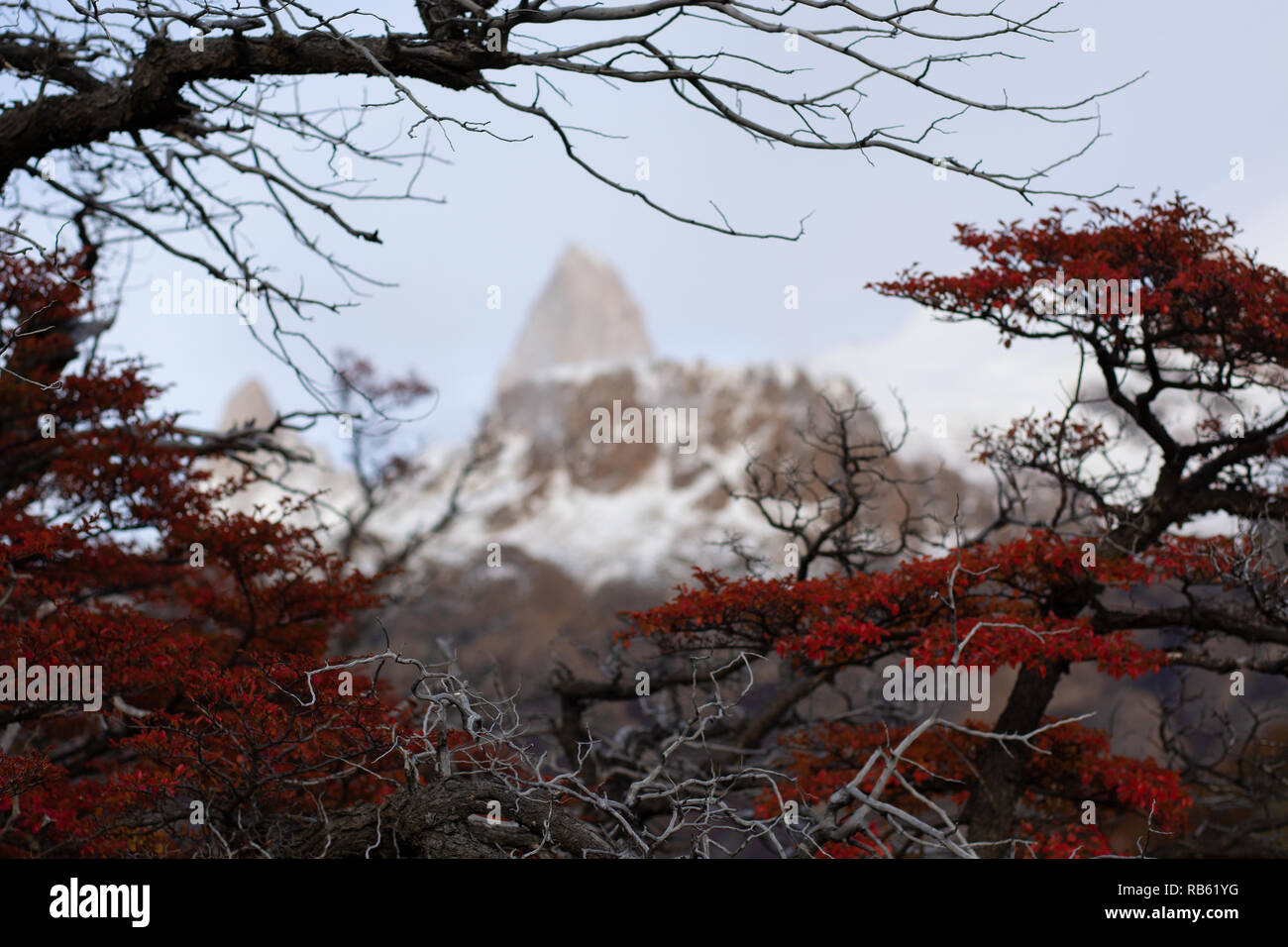 árboles de otoño hi-res stock photography and images - Alamy