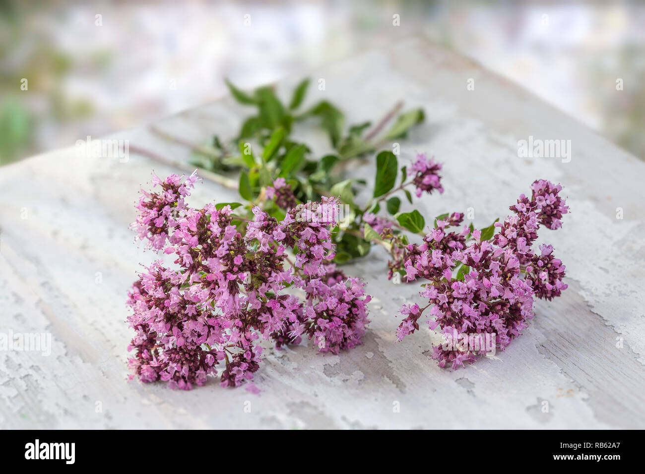 Bunch of fresh Oregano twigs with flowers on wood. Pink flowers bouquet of origanum vulgare. Stock Photo