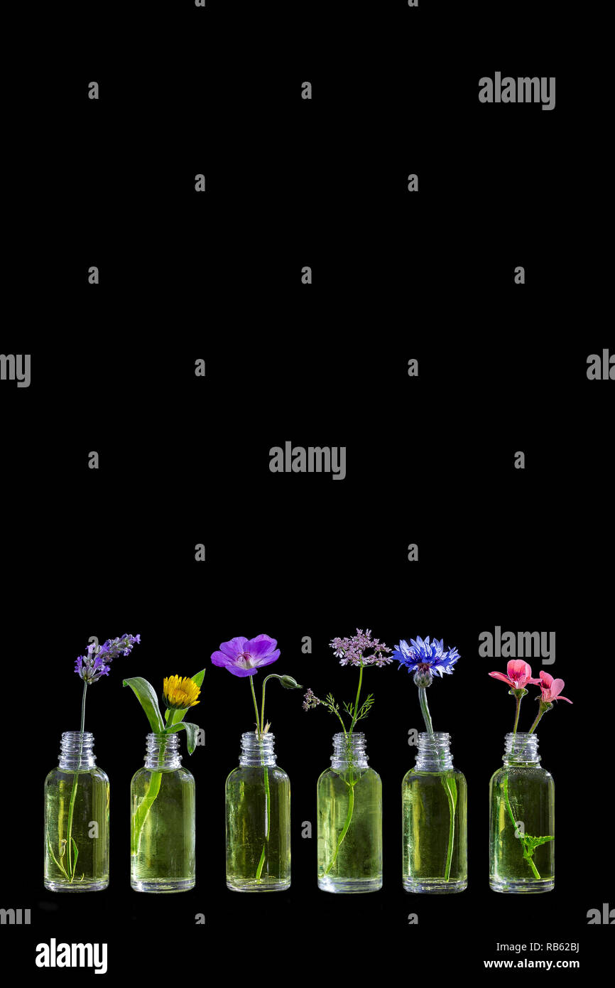 Different healing flowers in small glass bottles on wblackhite Stock Photo