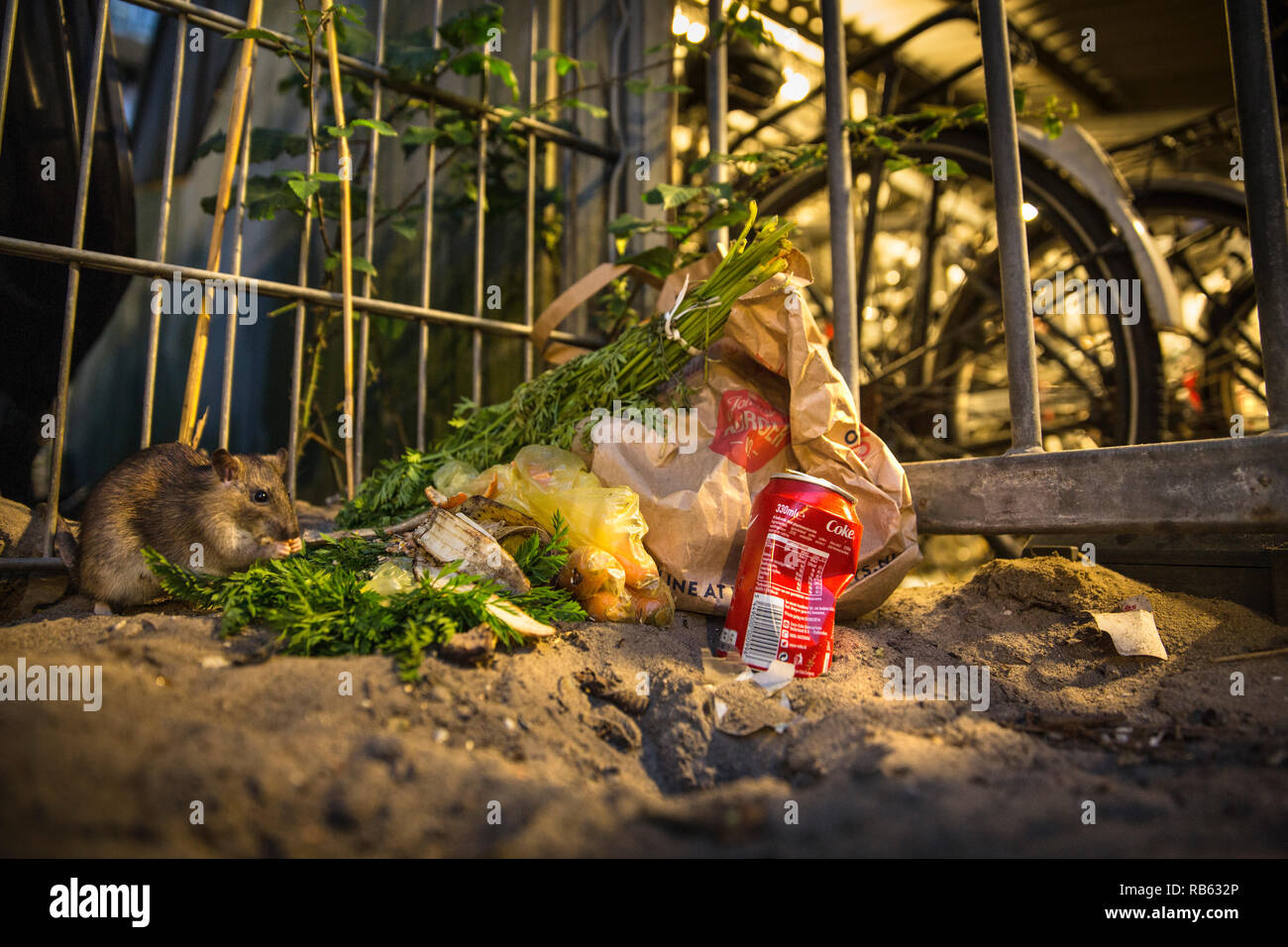 Brown rat (Rattus Norvegicus) eating from garbage near waste containers and bicycle storage, Amsterdam, The Netherlands. Stock Photo