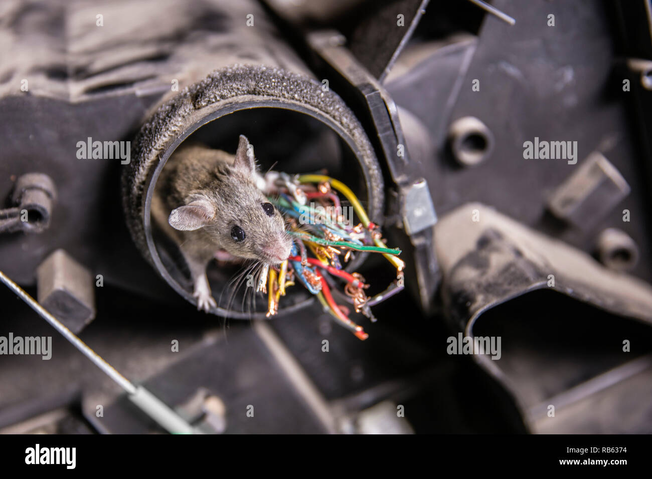 Mouse in fan housing of truck. ICOVA Recycling Company ( Shanks Group