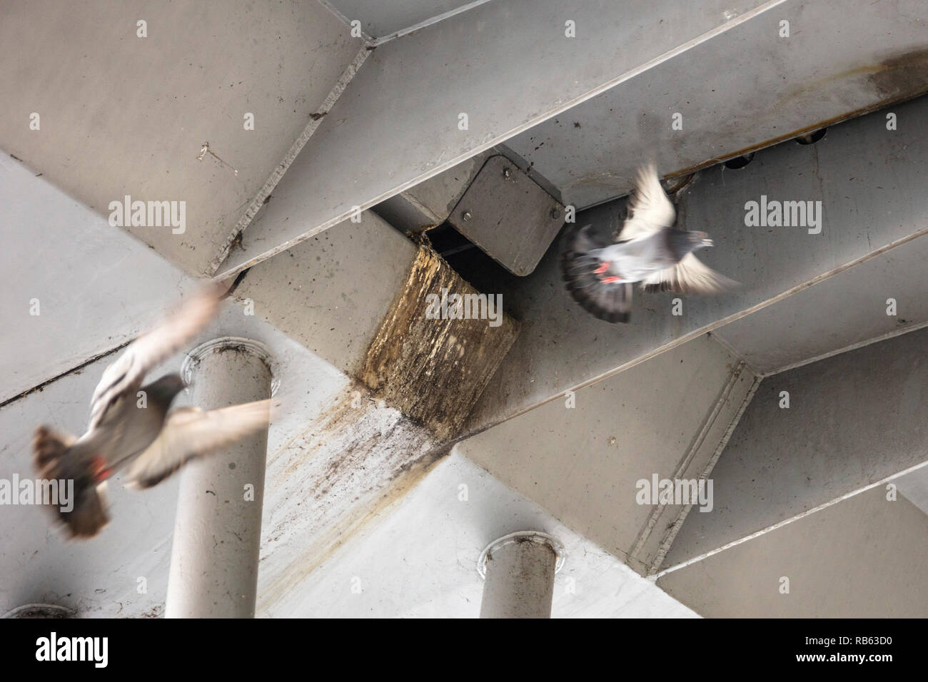 The Netherlands, Amsterdam, Central Station, Pigeons nesting under bridge. Stock Photo