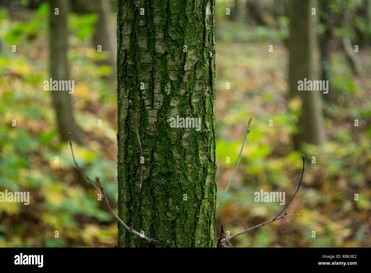 Tree background hd hi-res stock photography and images - Alamy