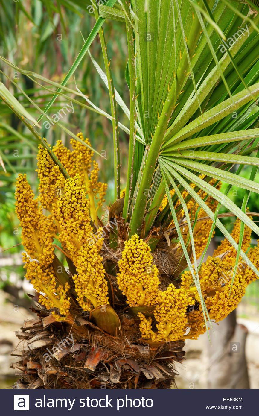 Fan Palm Flowers Stock Photos & Fan Palm Flowers Stock Images Alamy