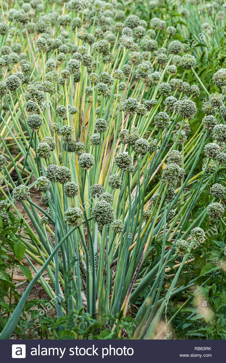 High angle view of flower heads in an onion crop (Allium). The process of the plant flowering and then seeding is known as bolting. Stock Photo