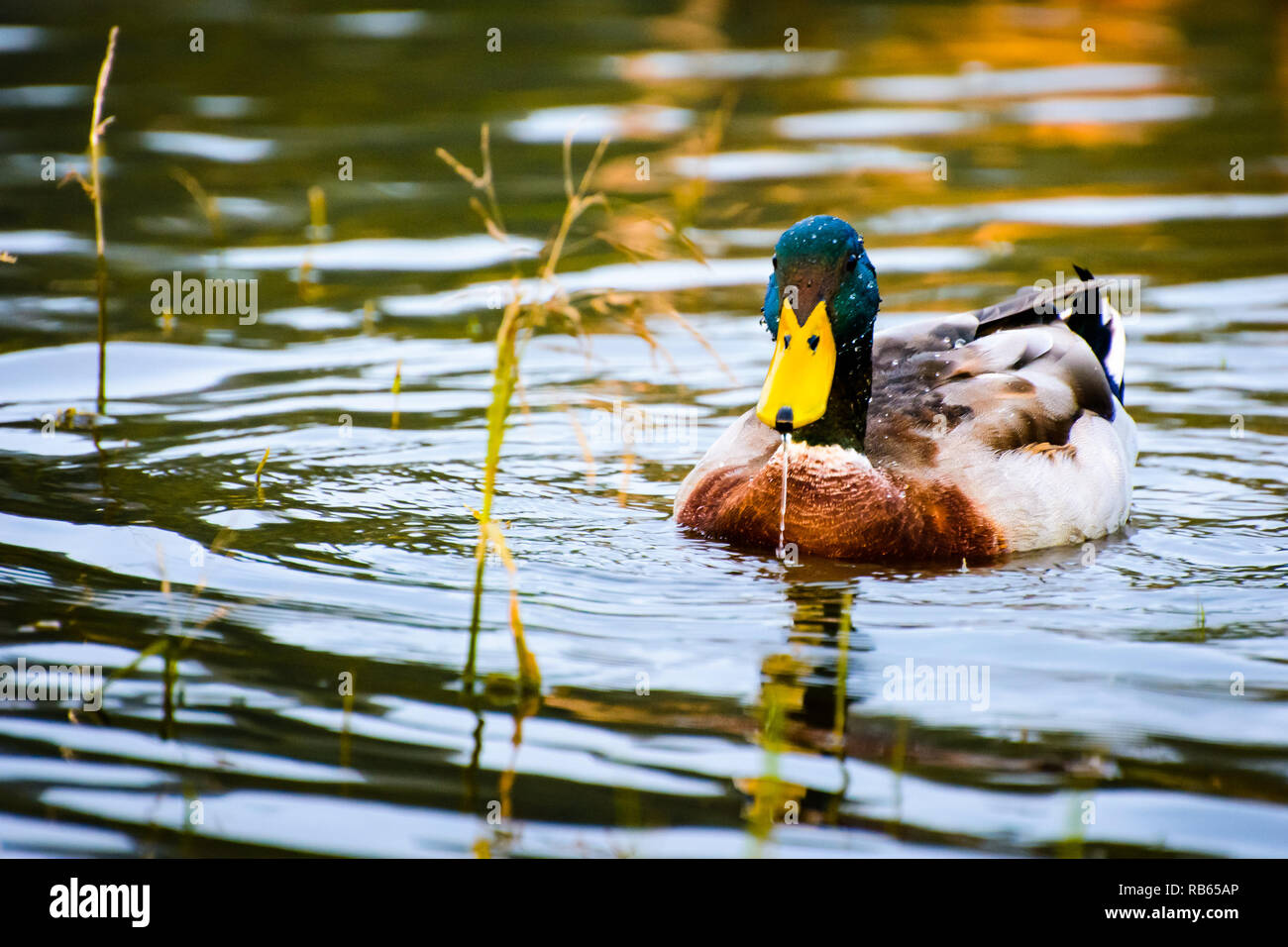 Real duck hires stock photography and images Alamy