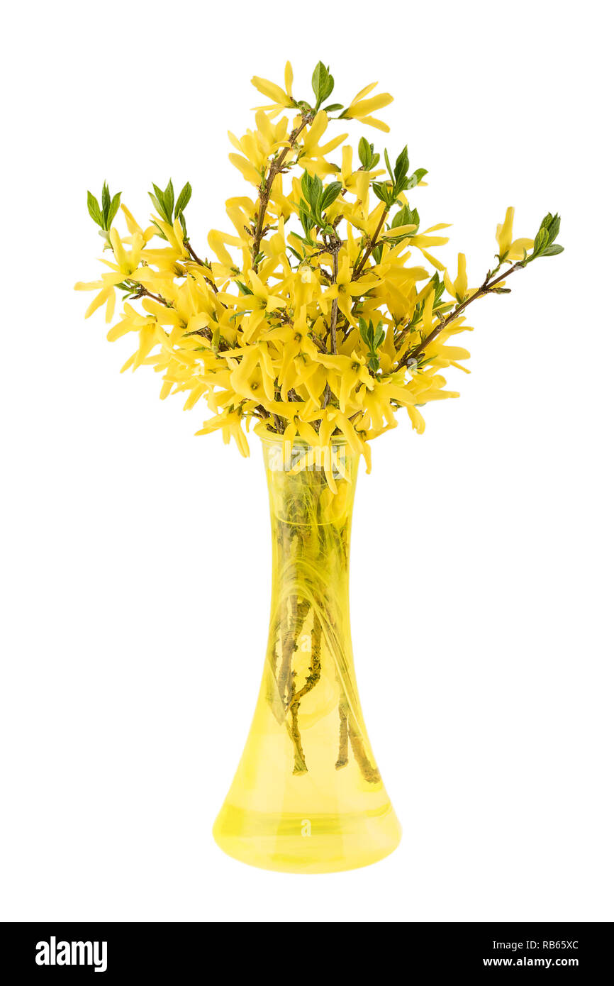 Blossoming forsythia in a glass vase isolated on white background Stock Photo