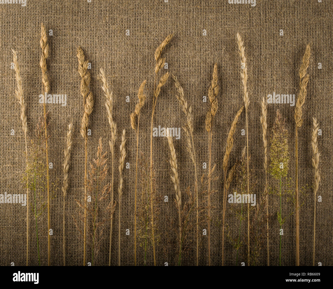 Composition of cut dried grass on linen background Stock Photo