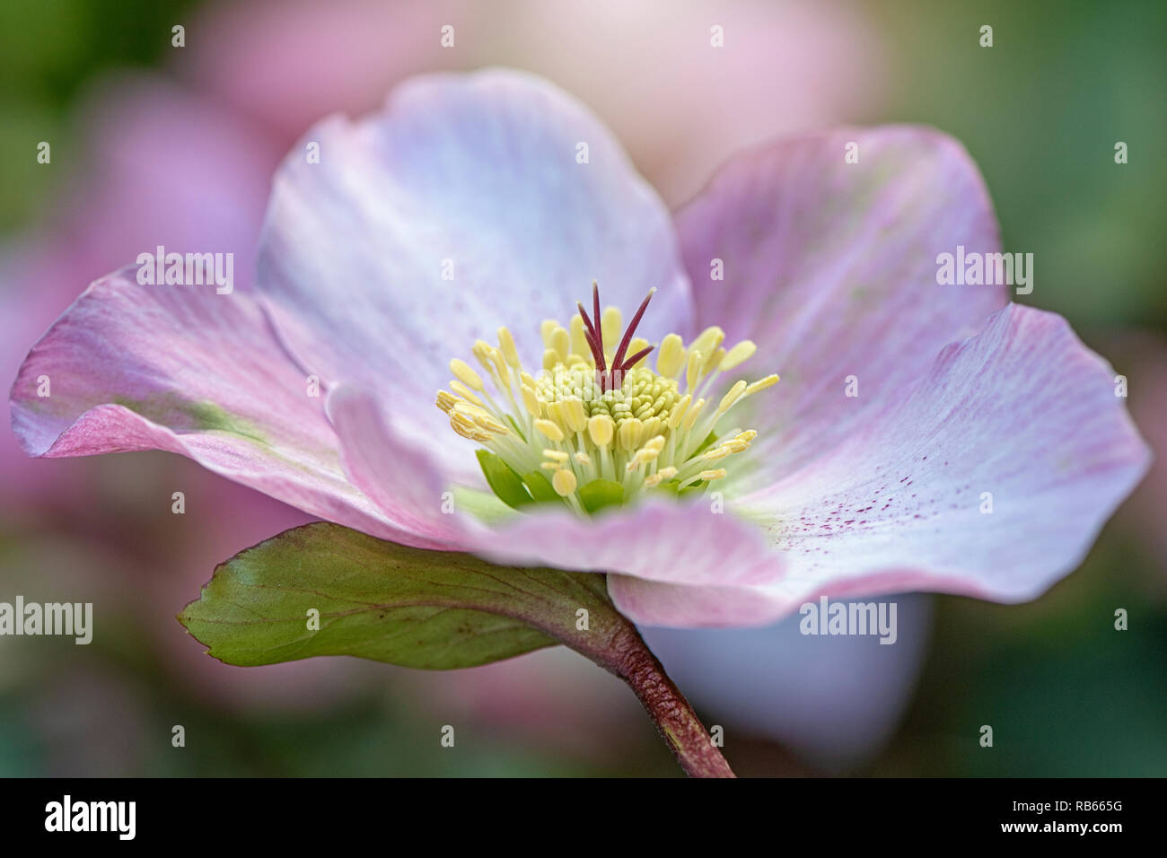 Close-up image of the beautiful spring flowering Hellebore also known as the Lenten Rose or Christmas Rose Stock Photo