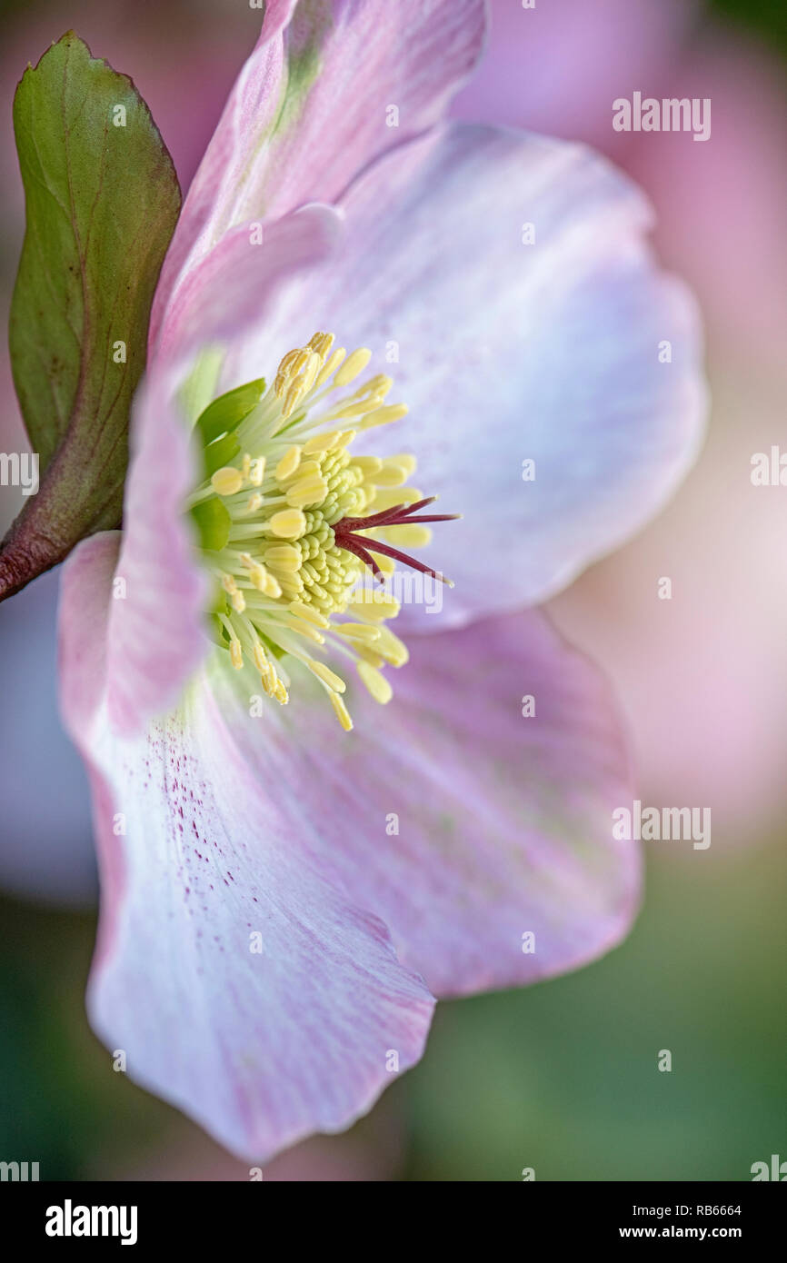 Close-up image of the beautiful spring flowering Hellebore also known as the Lenten Rose or Christmas Rose Stock Photo