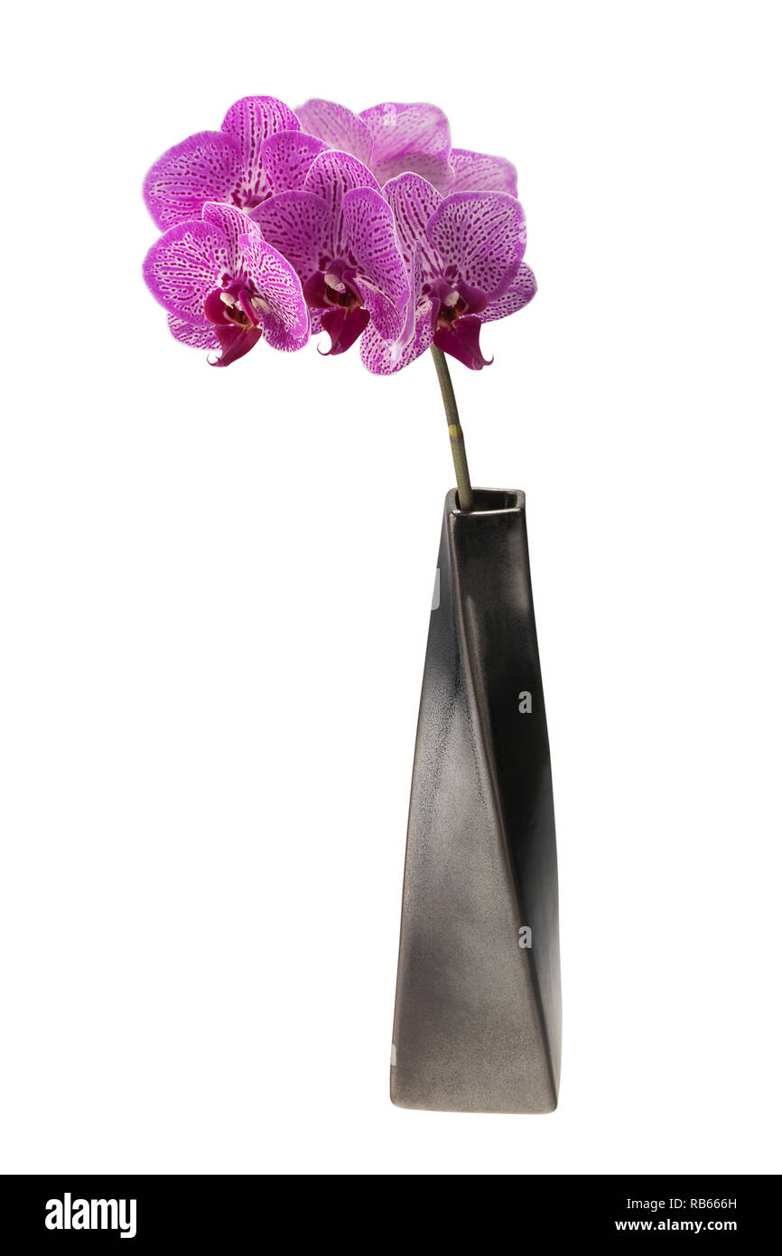 Pink spotted orchid flowers in a black ceramic vase Stock Photo