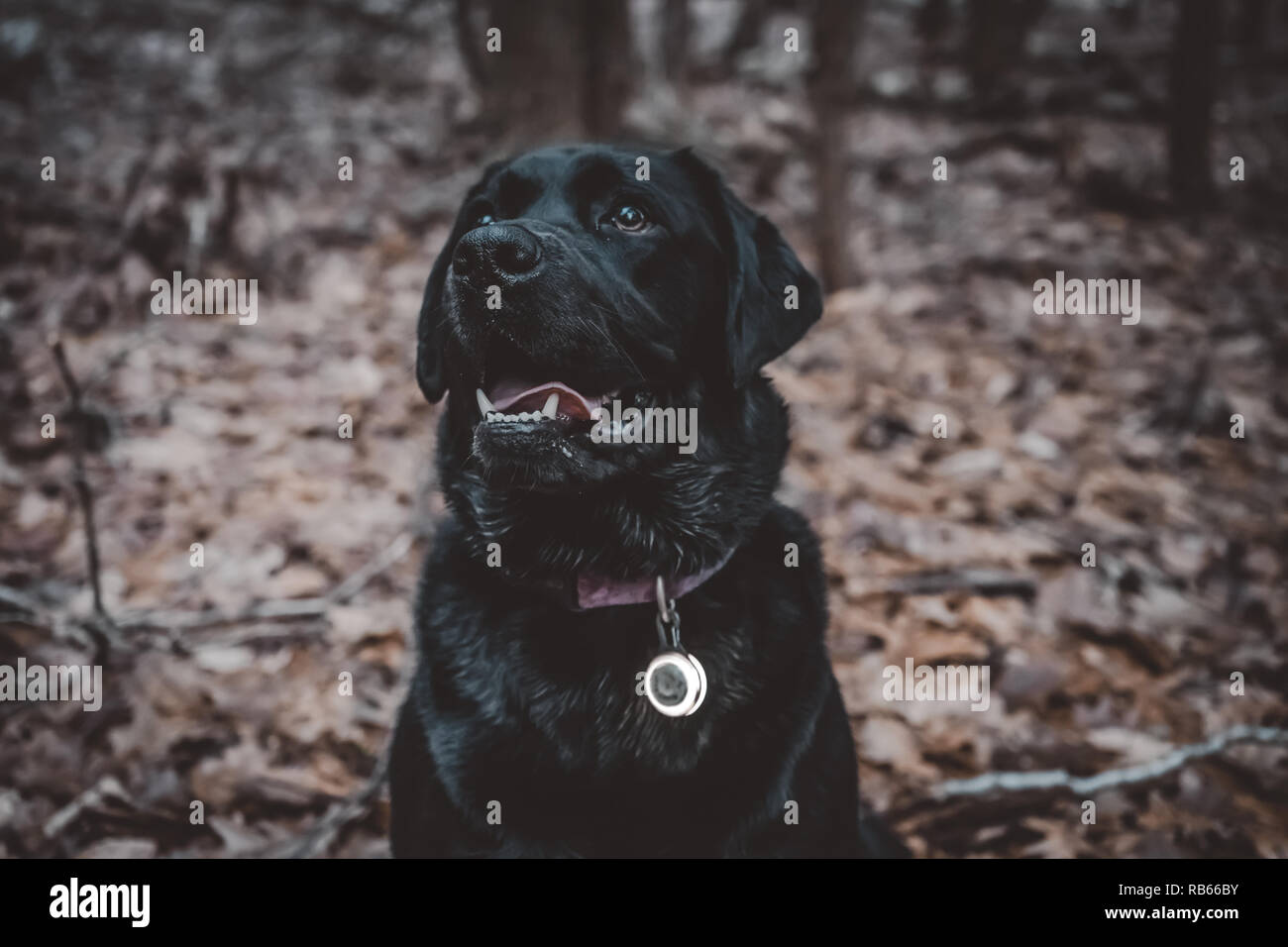 Dog in the Woods Stock Photo - Alamy