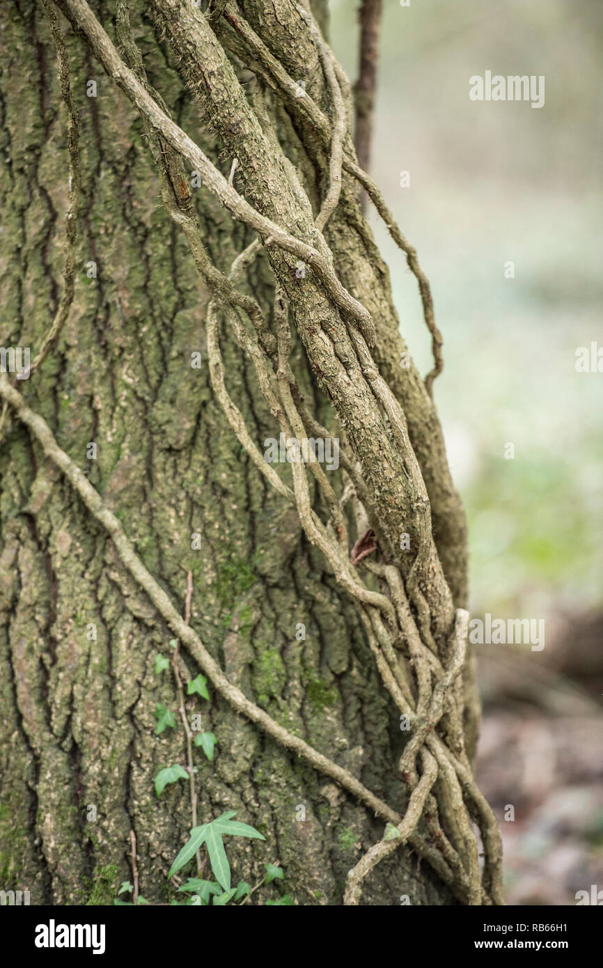 ivy on oak tree Stock Photo