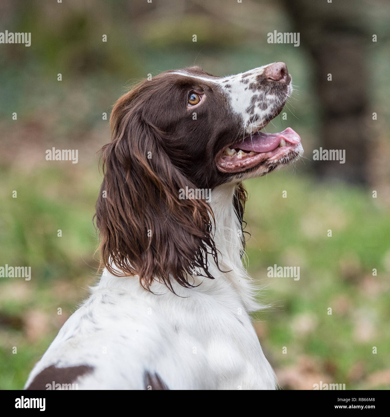 Working springer spaniel hires stock photography and images Alamy