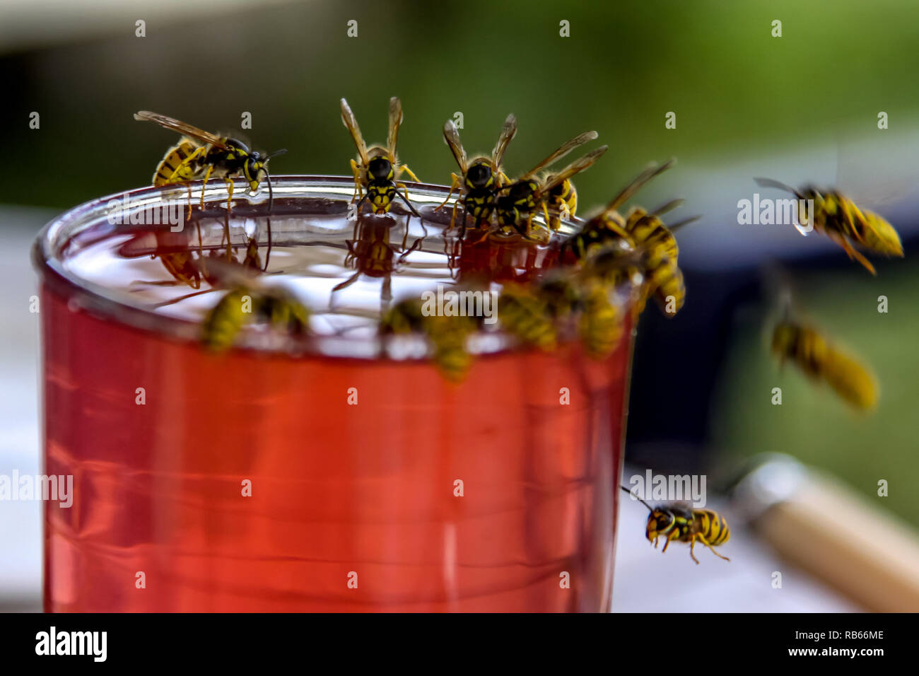 Wasps on glass with drink. Wasps feast. Wasps on the glass of sweet drink. Wasps are winged insects which has narrow waist and sting and is typically  Stock Photo
