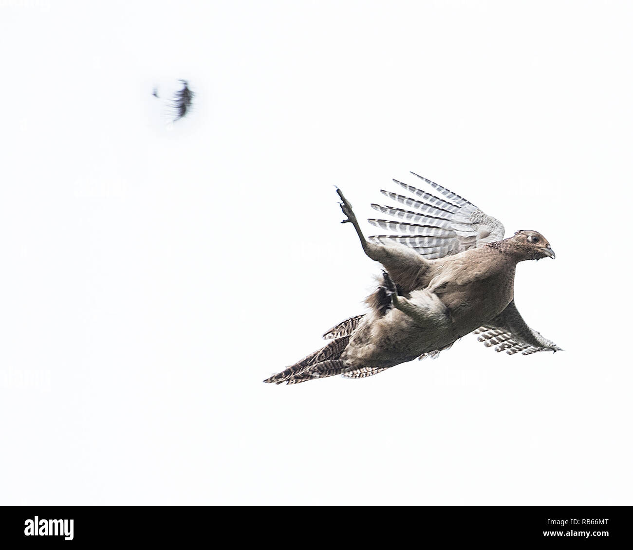 shot pheasant falling out of sky Stock Photo