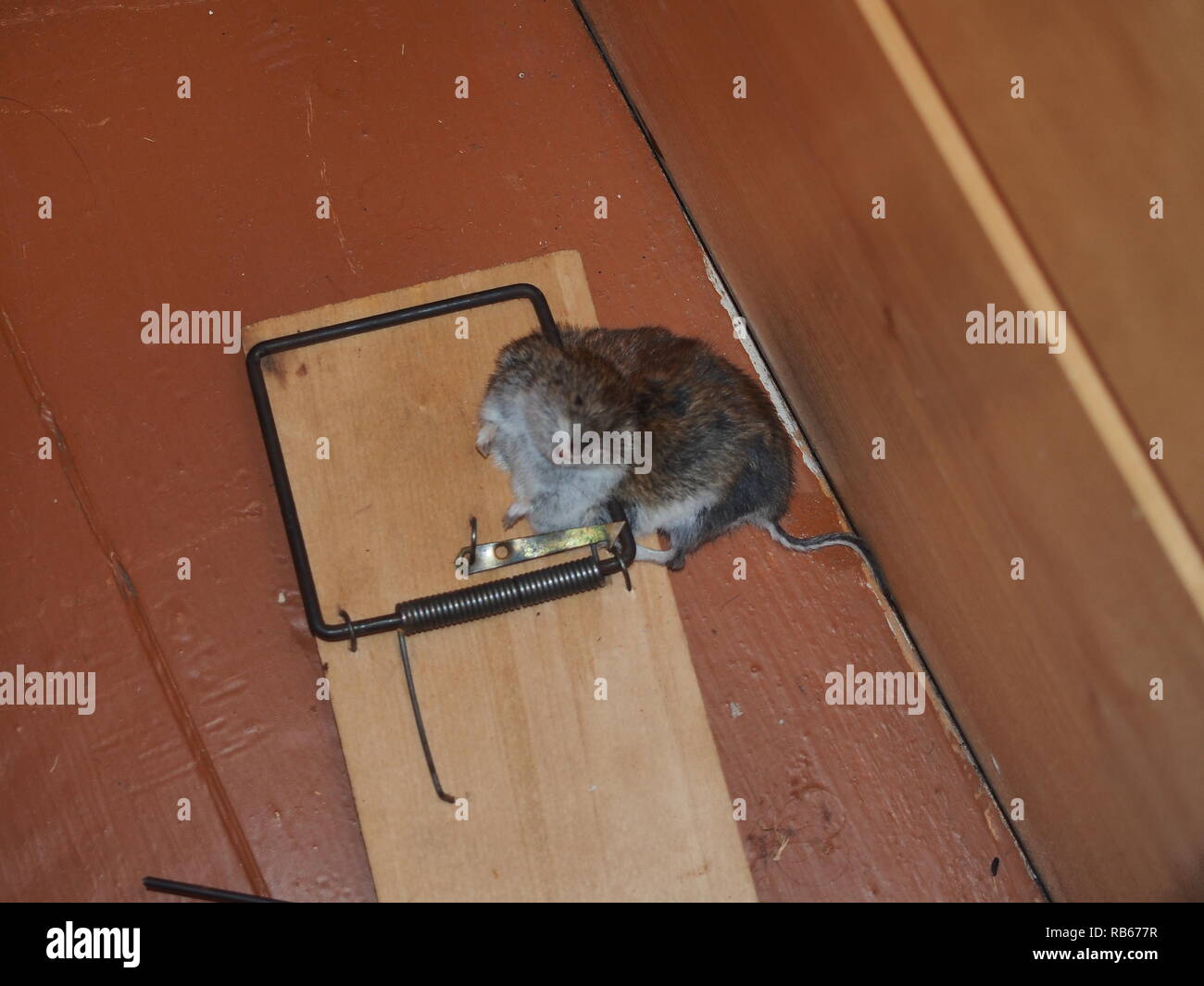 https://c8.alamy.com/comp/RB677R/a-mouse-killed-by-a-mousetrap-the-corpse-of-a-mouse-in-a-trap-animal-pest-RB677R.jpg