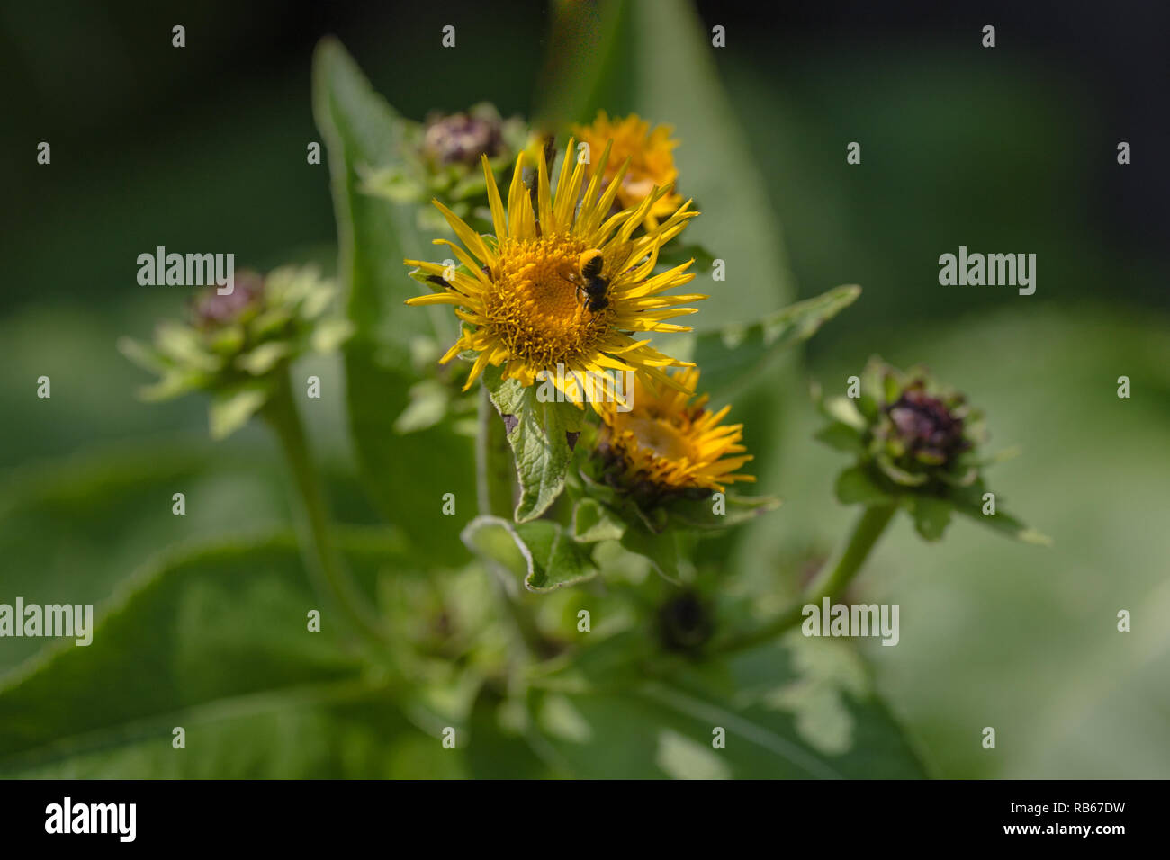 Inula helenium flower macro also known as elfdock, or horse heal plant. Roots use in the medicine Stock Photo