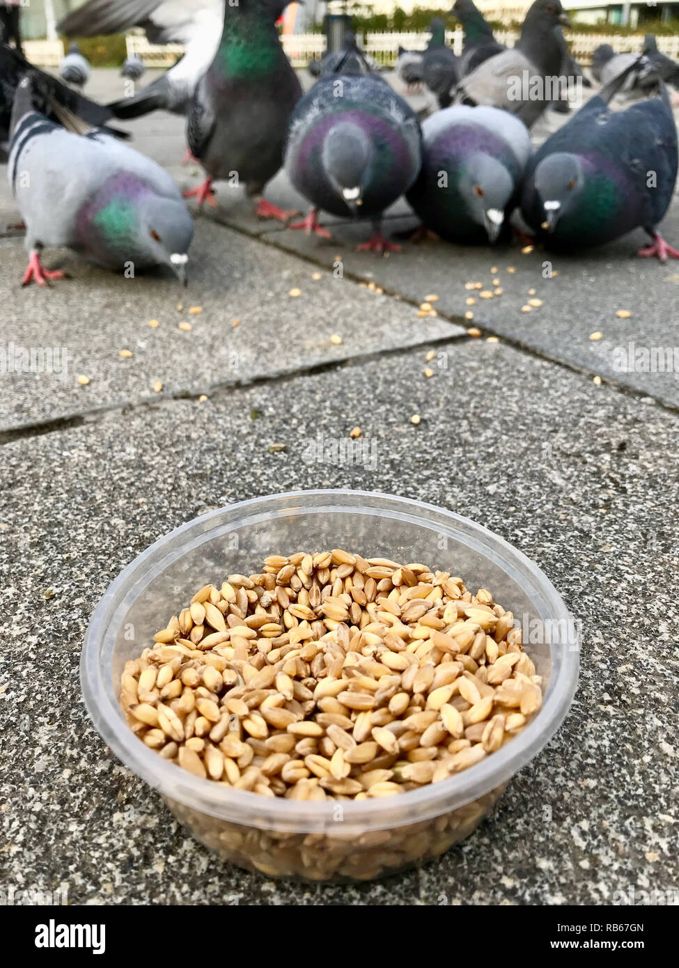 Feeding Birds with Sunflower / Kernel Seeds in Istanbul Streets