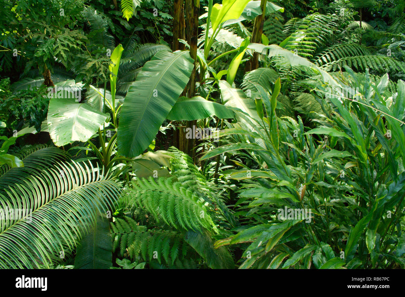 Green Leafy Tropical Forest Stock Photo - Alamy