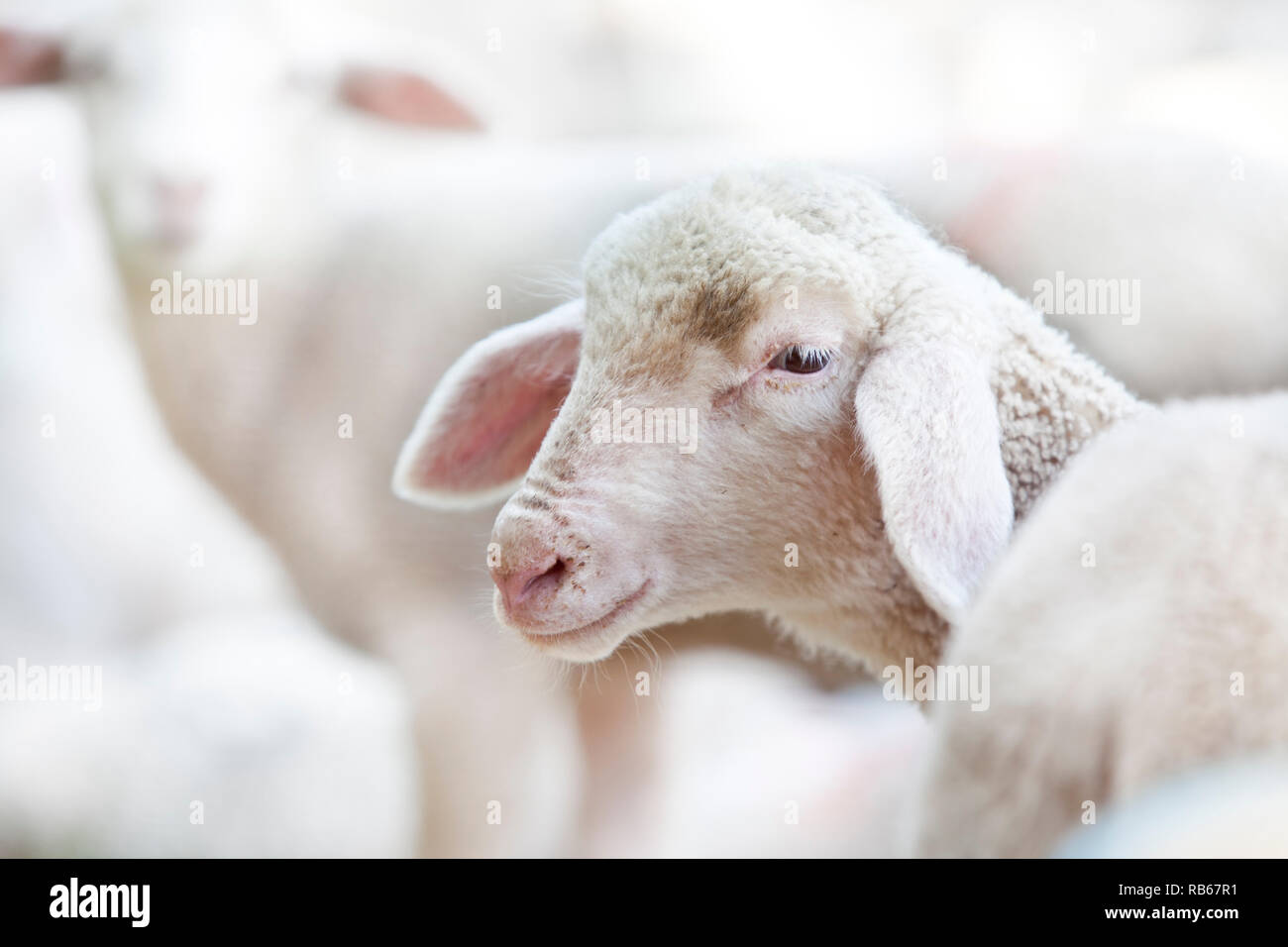 Lambs head in a flock of sheep. Selective focus only on the head Stock