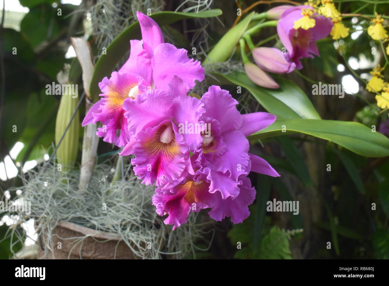 Pink Cattleya Orchids - Beautiful and colorful varieties of orchids grown in a local nursery Stock Photo
