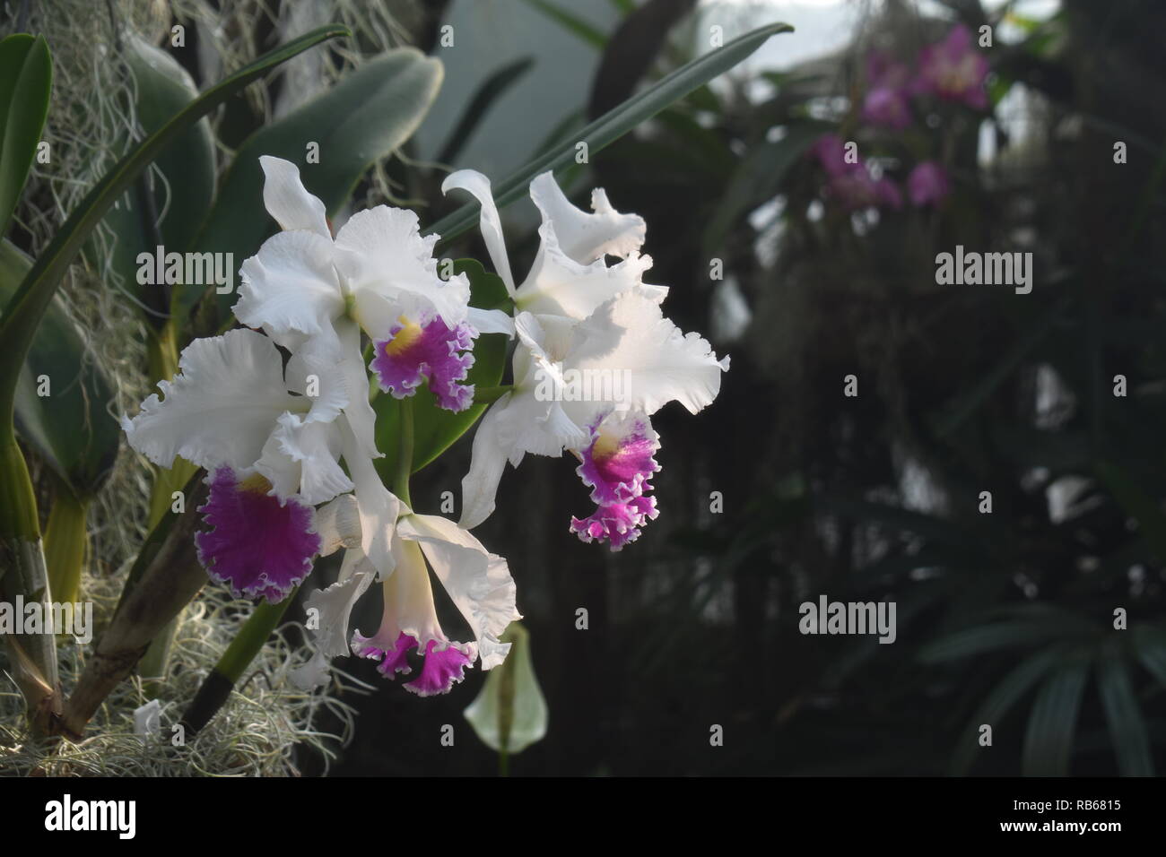 Violet and White Cattleya Orchids - Beautiful and colorful varieties of orchids grown in a local nursery Stock Photo