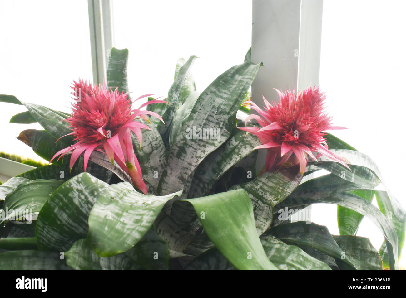 The Bromeliad Aechmea Fasciata plant, also known as Silver Vase, has extravagant and long lasting red flowers Stock Photo