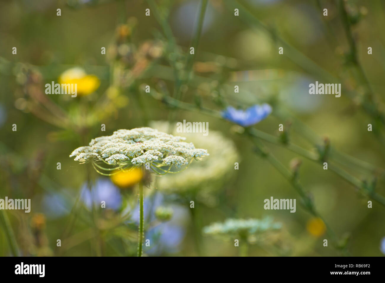 Wildflower spring hi-res stock photography and images - Alamy