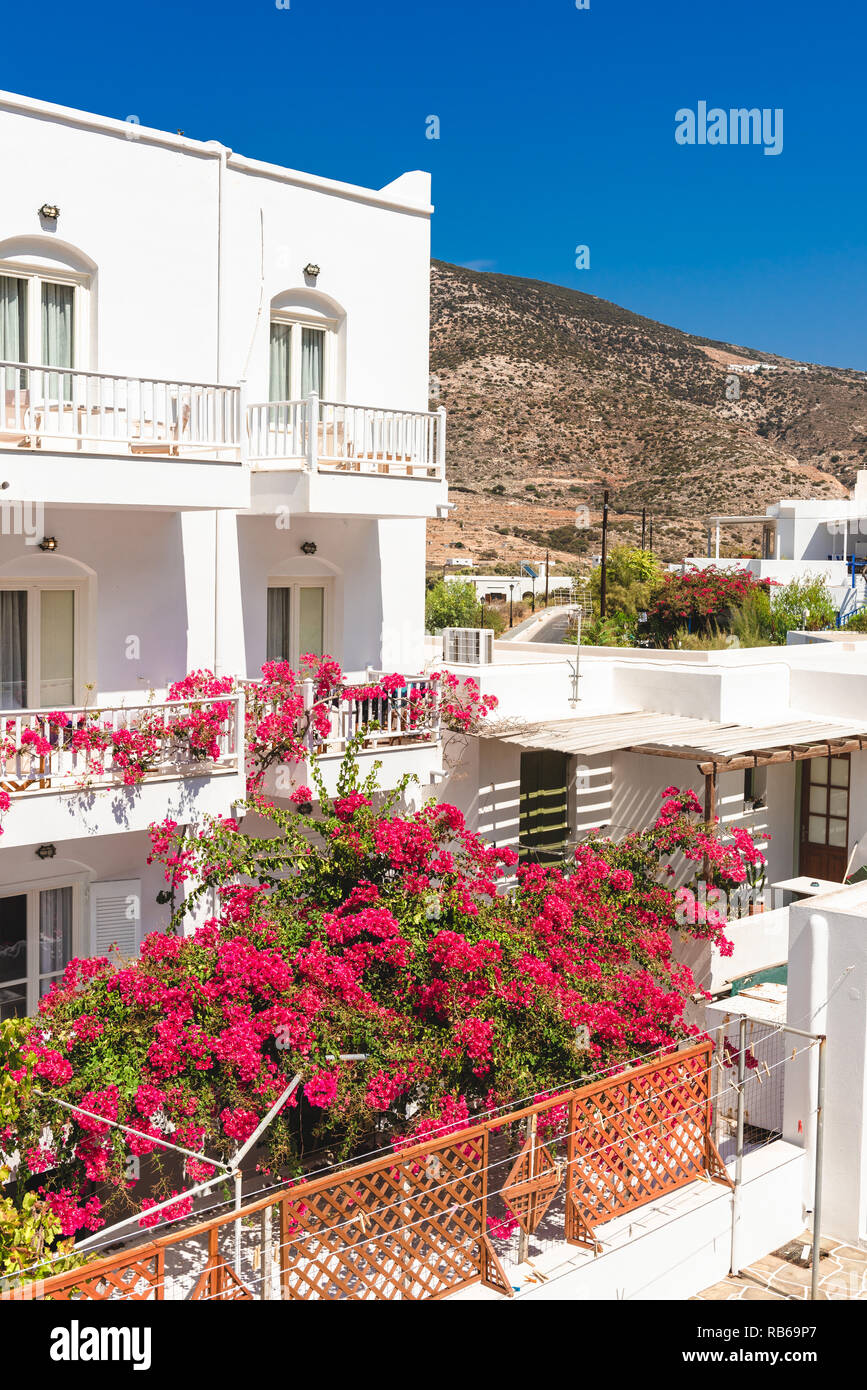 Summer flowers growing at a Greek whitewashed house. Sifnos island, Greece Stock Photo