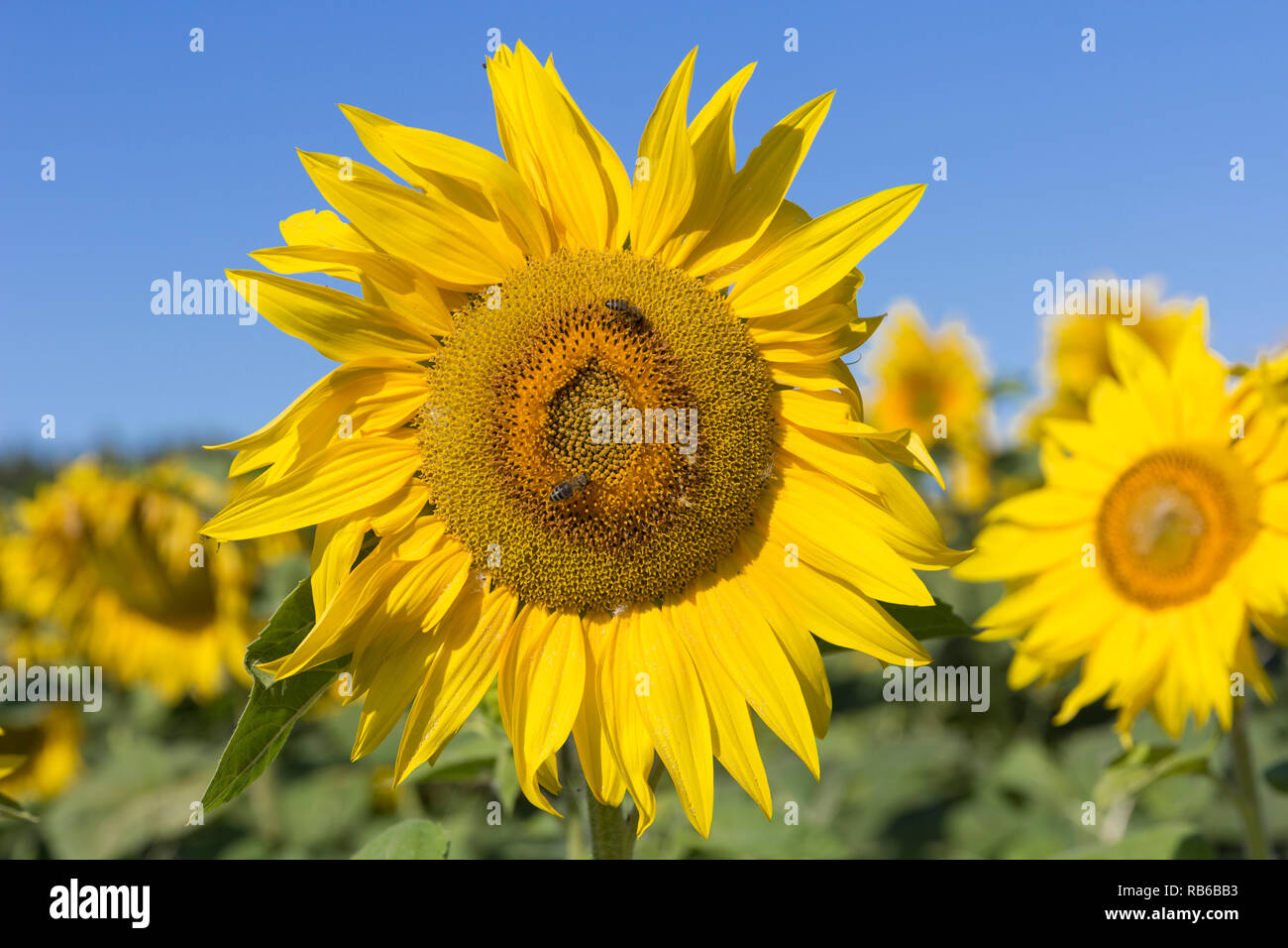 Field of blossoming sunflowers against the blue sky Stock Photo - Alamy