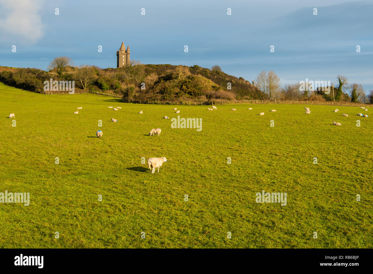 Sheep grazing in a sunny grassy field underneath Scrabo Tower on near Newtonards on the Ards Peninsula, County Down, Northern Ireland Stock Photo