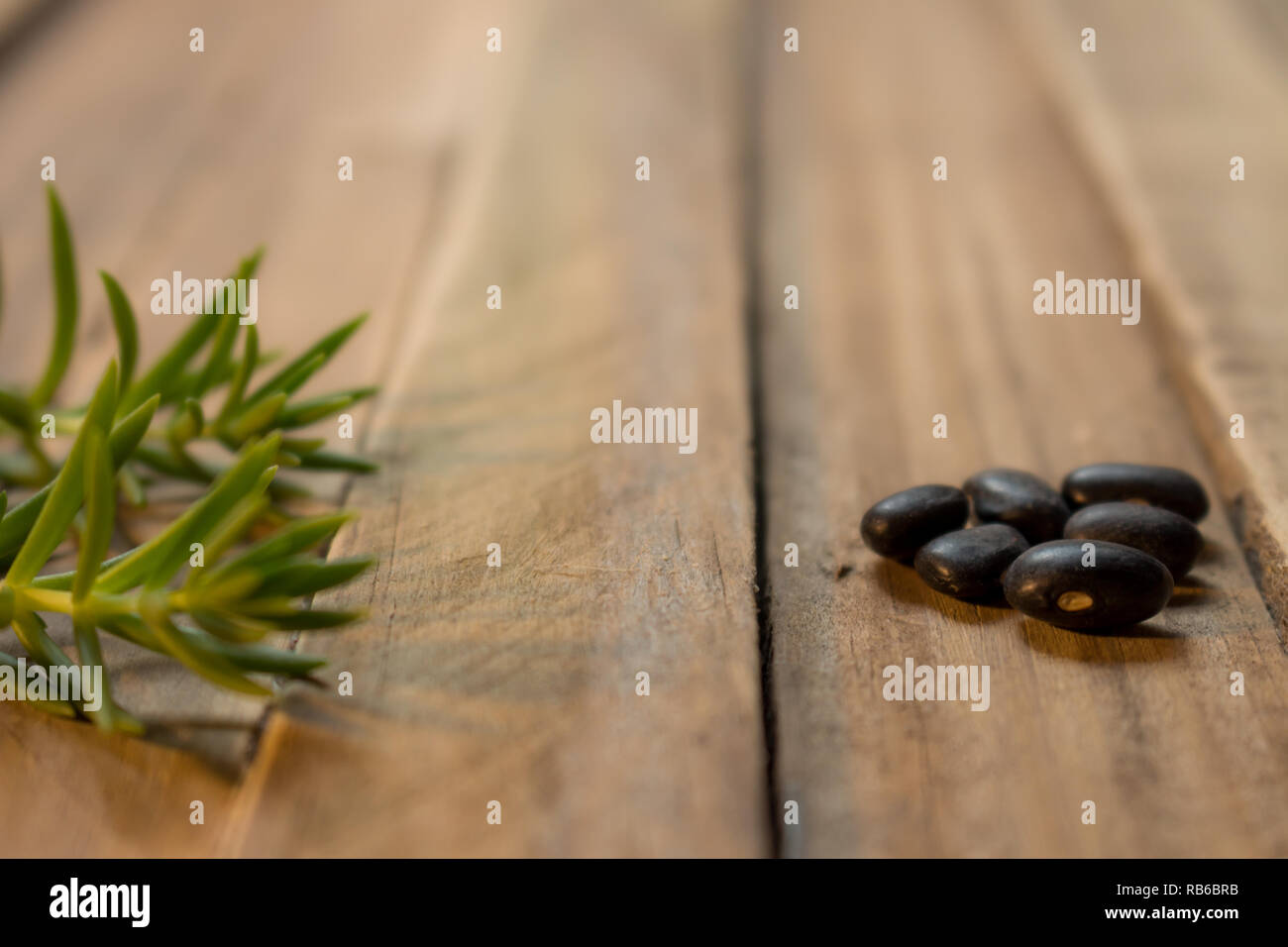 Some green branches and some seeds on a wooden rustic board. Plant foods on neutral backgrounds. Stock Photo