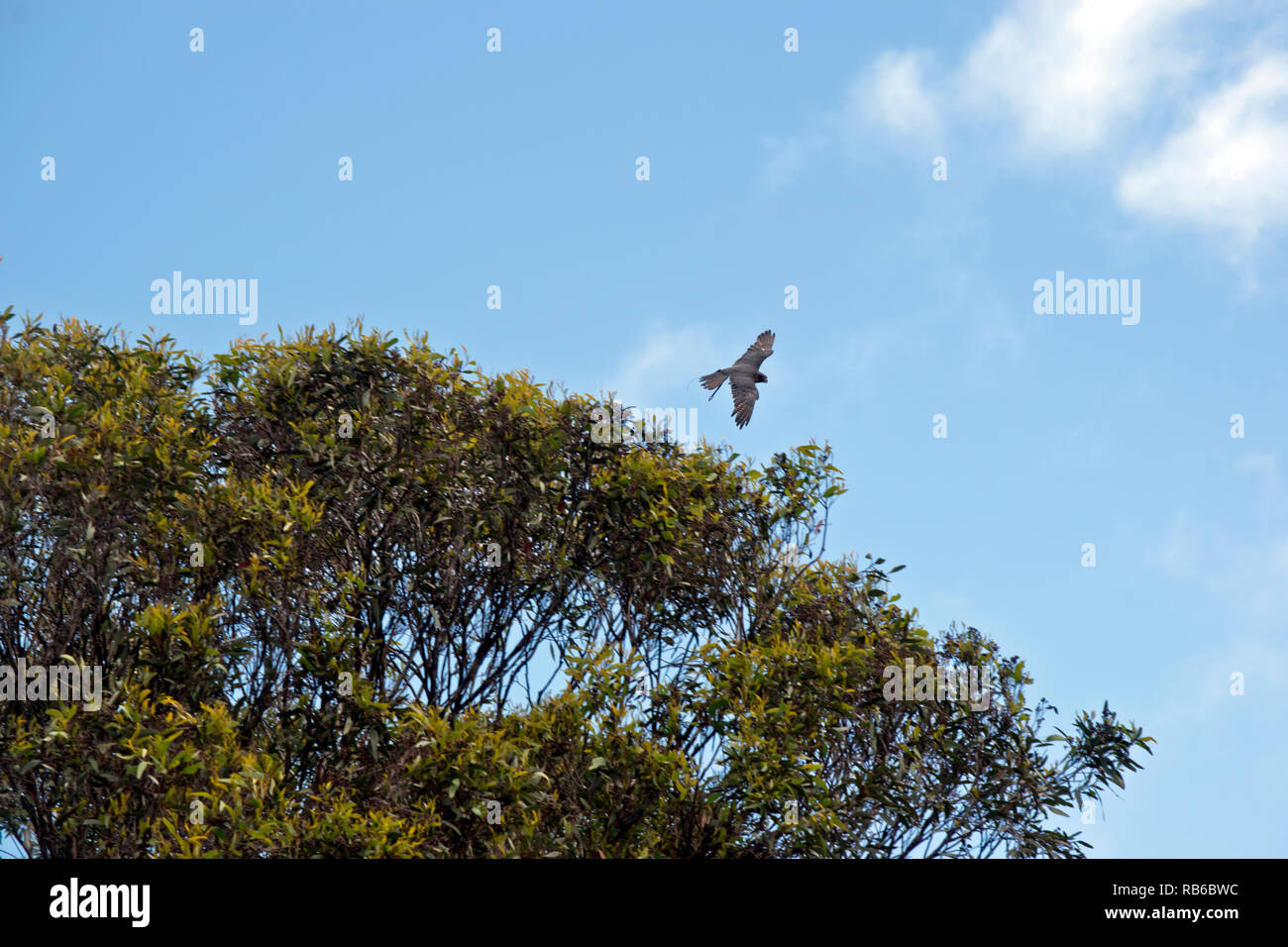 the Australian Hobby Falcon is flying above the trees Stock Photo Alamy