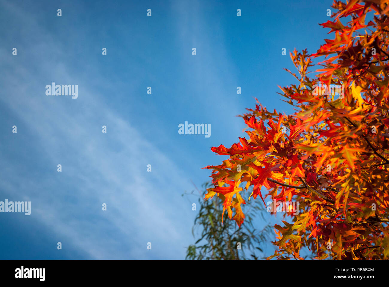 Orange autumn leaves of a Japanese maple against a blue sky with wispy ...