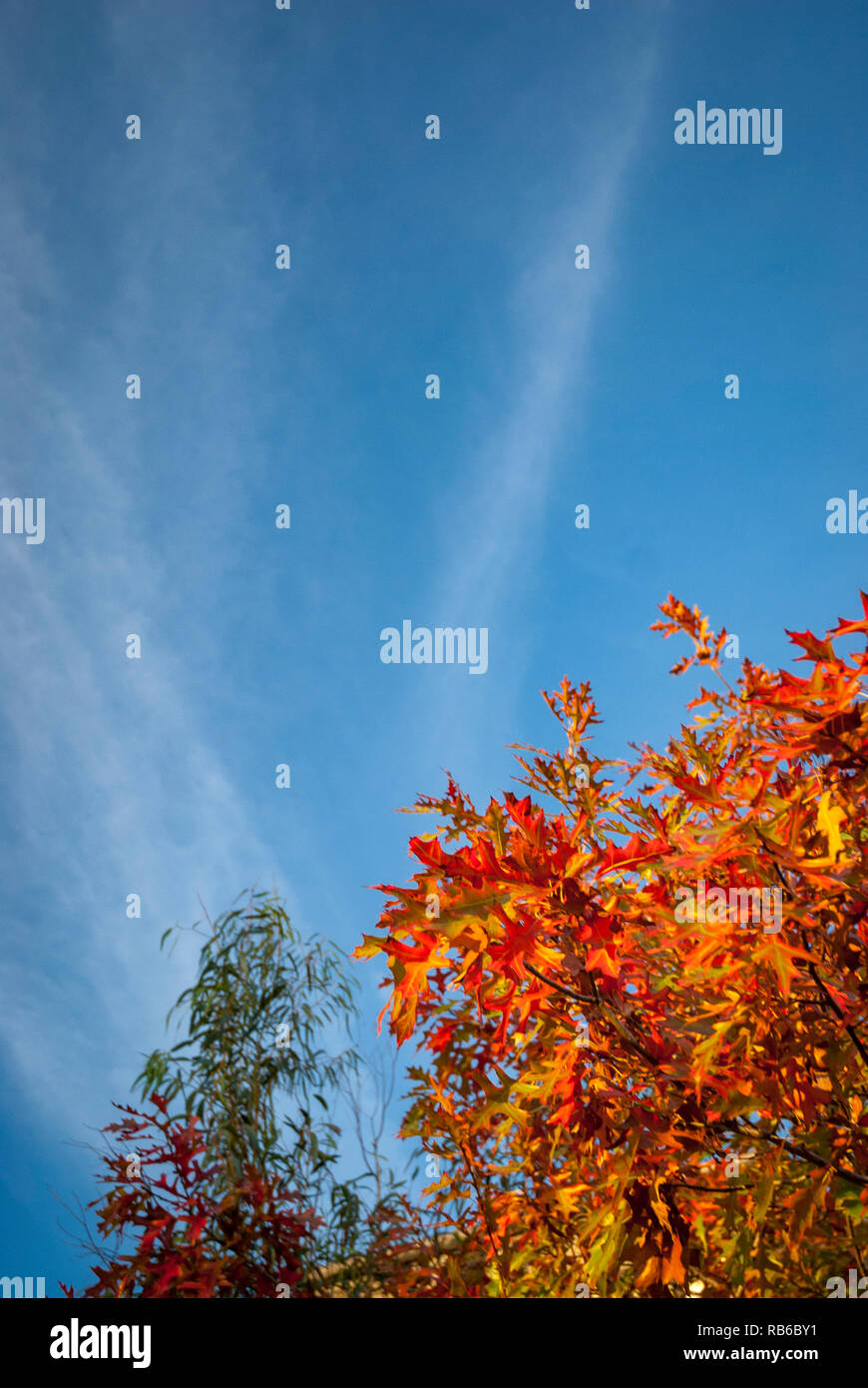 Orange autumn leaves of a Japanese maple against a blue sky with wispy ...