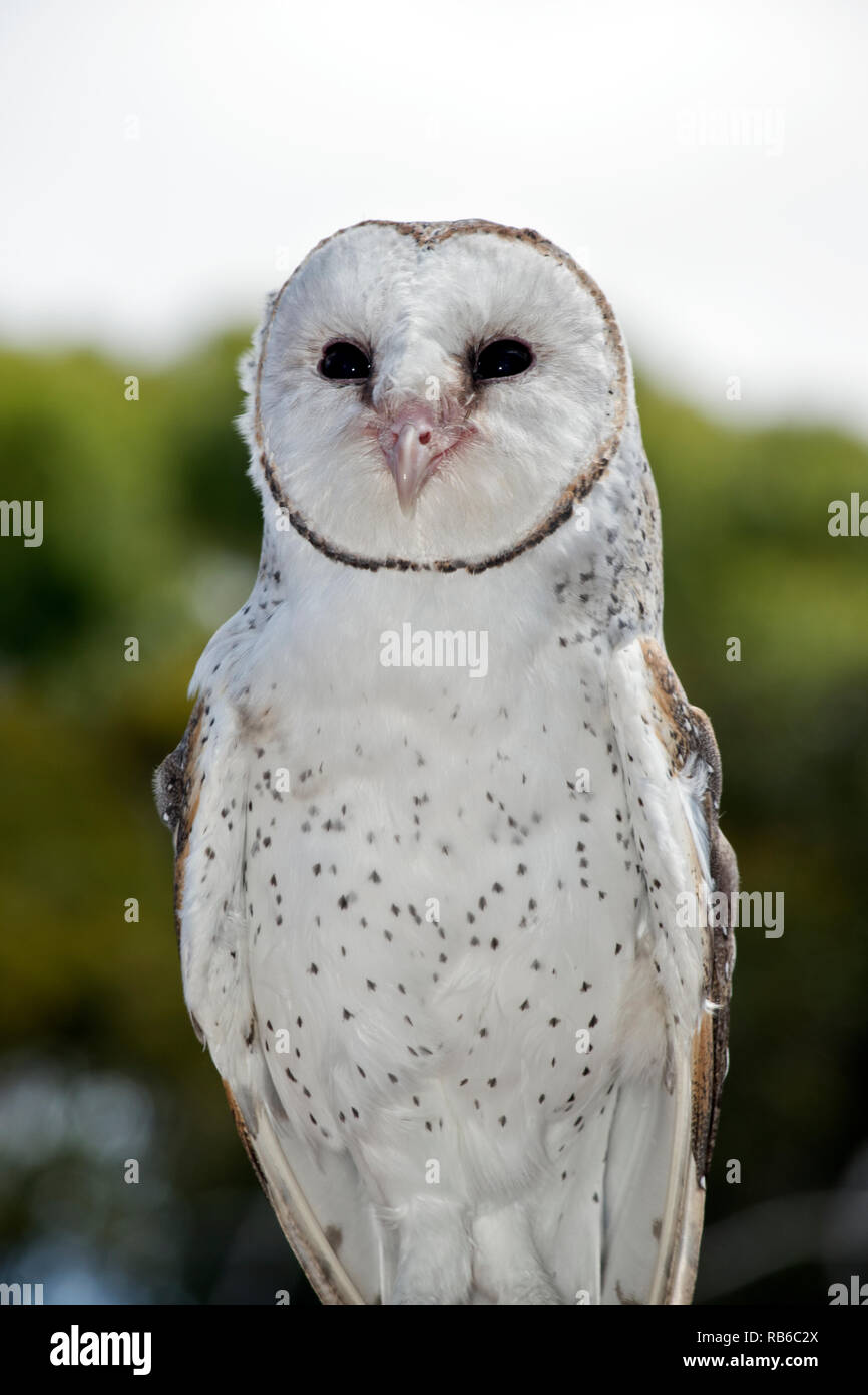 This Is A Close Up Of A Barn Owl Stock Photo 230637202 Alamy