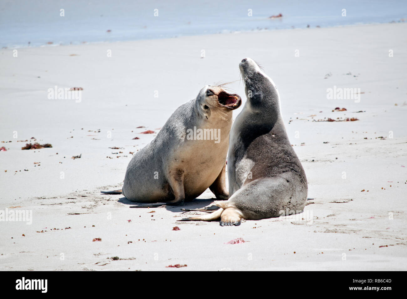 the sea lions are fighting on the beach at Seal Bay Stock Photo