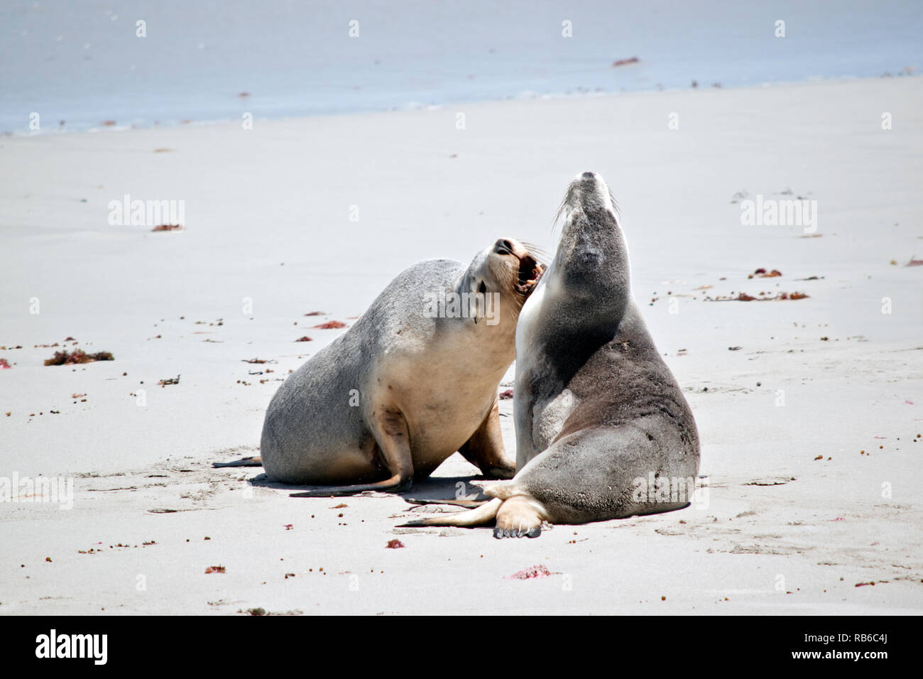 the sea lions are fighting on the beach at Seal Bay Stock Photo