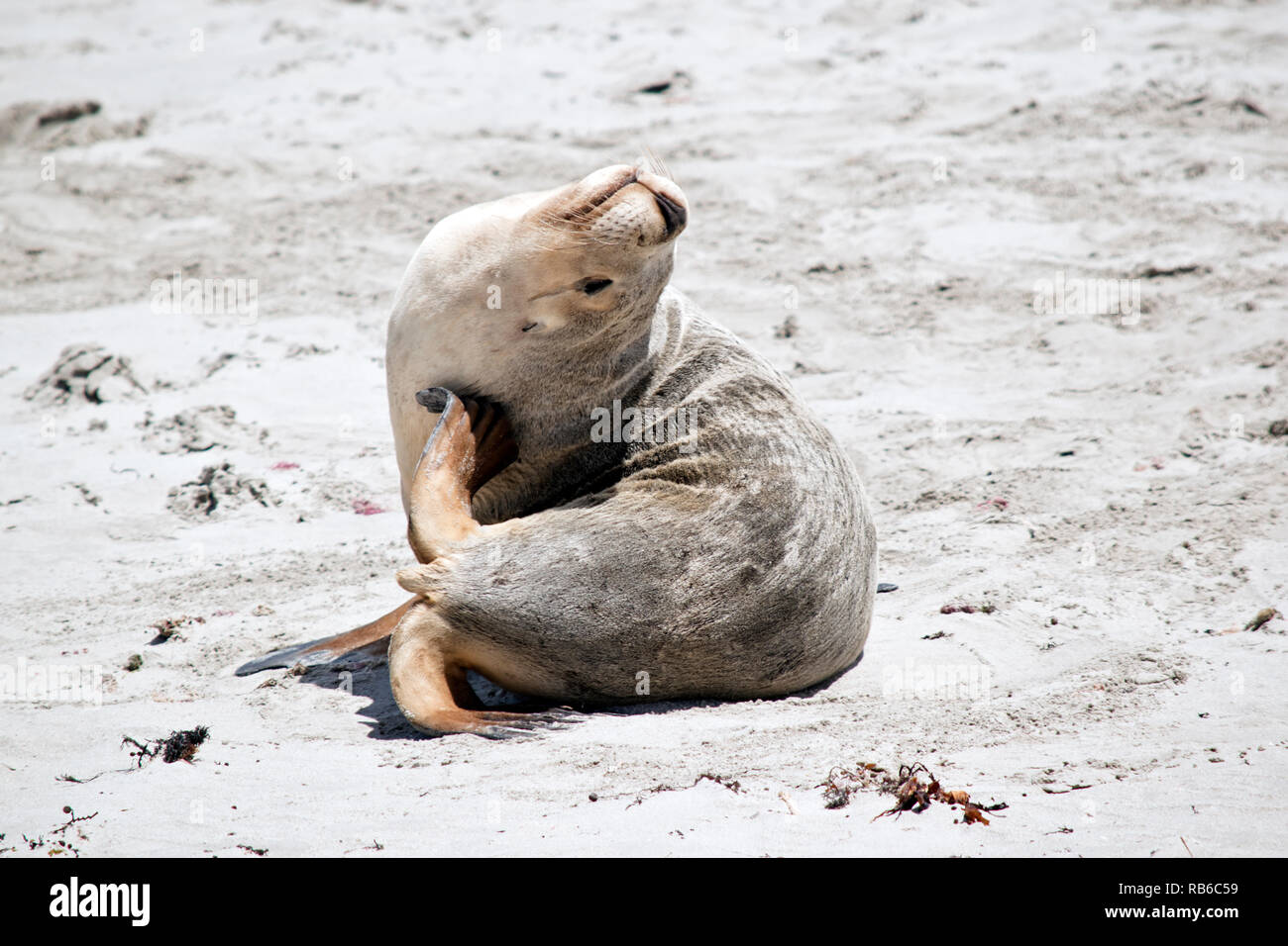 the sea lion is scratching his neck with his flipper Stock Photo