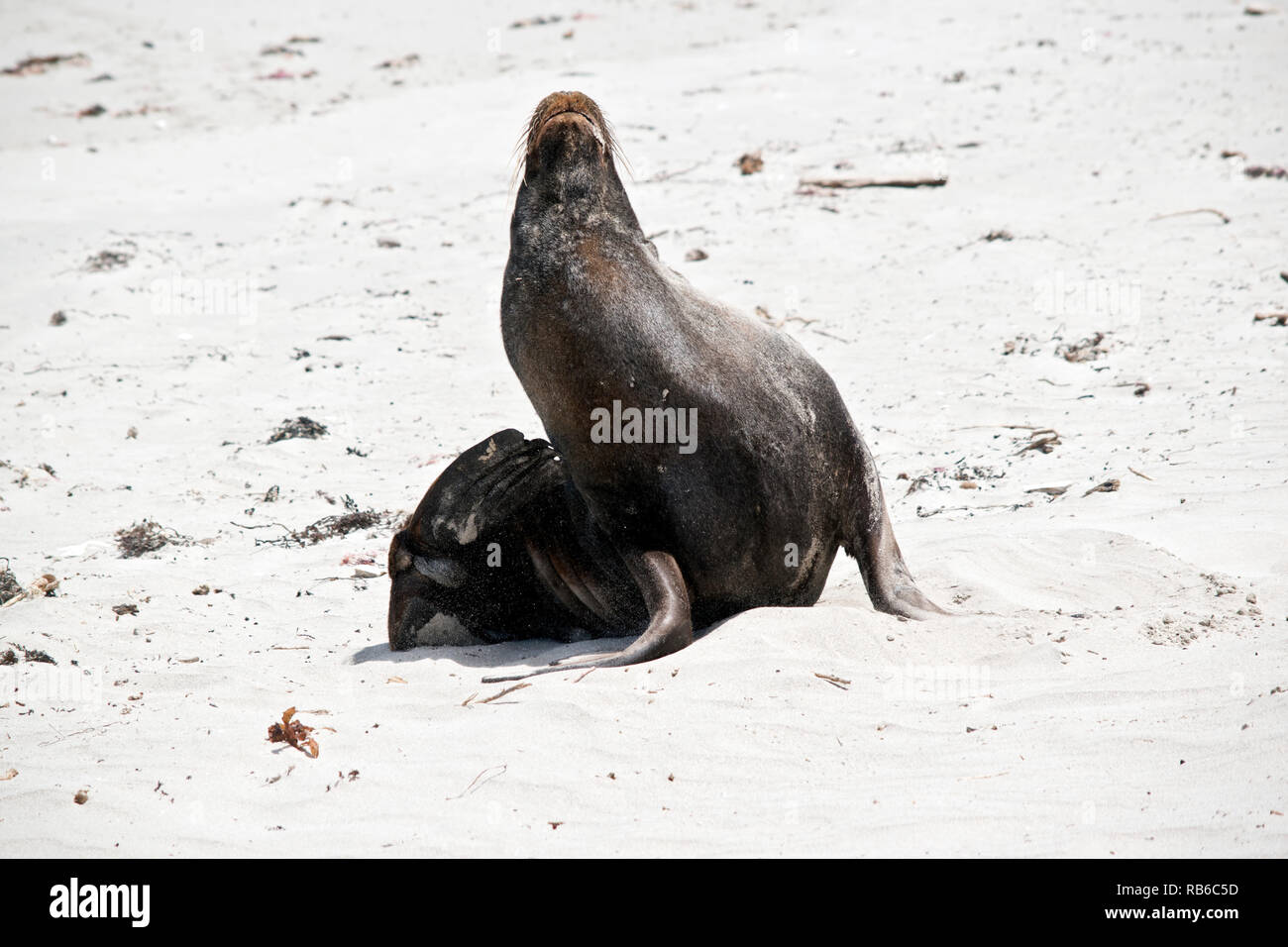 the male sea lion is resting on the beach at Seal Bay, Kangaroo Island Stock Photo